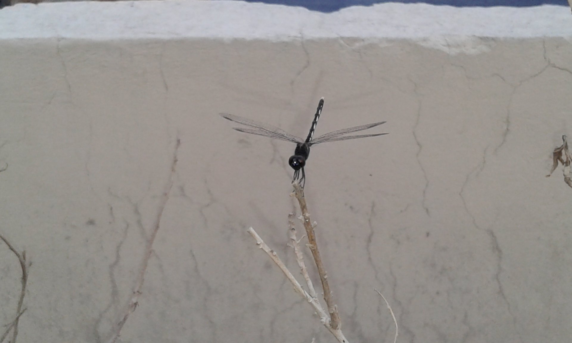  Black Dragonfly