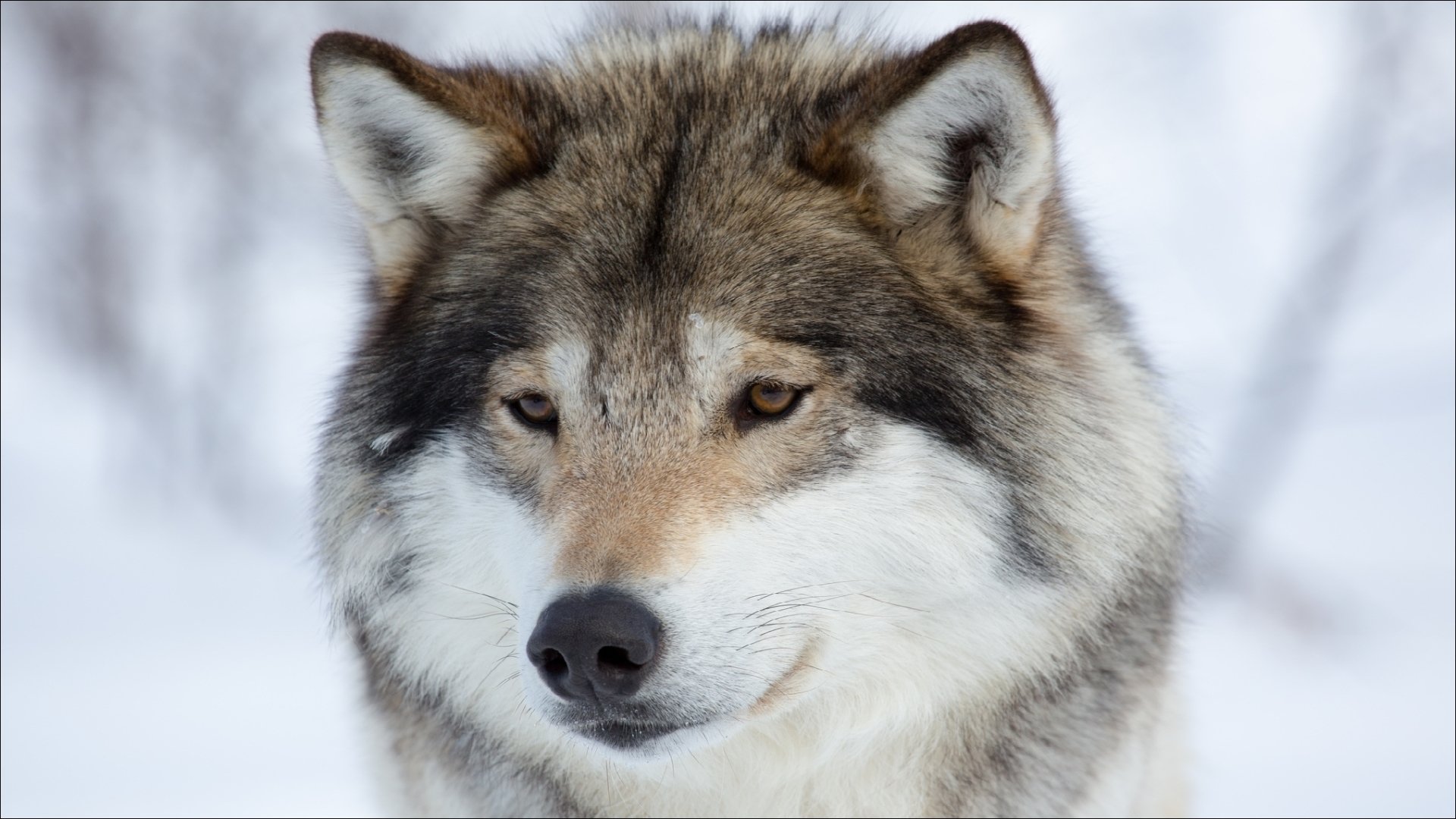 Wolf Image - ID: 294533 - Image Abyss