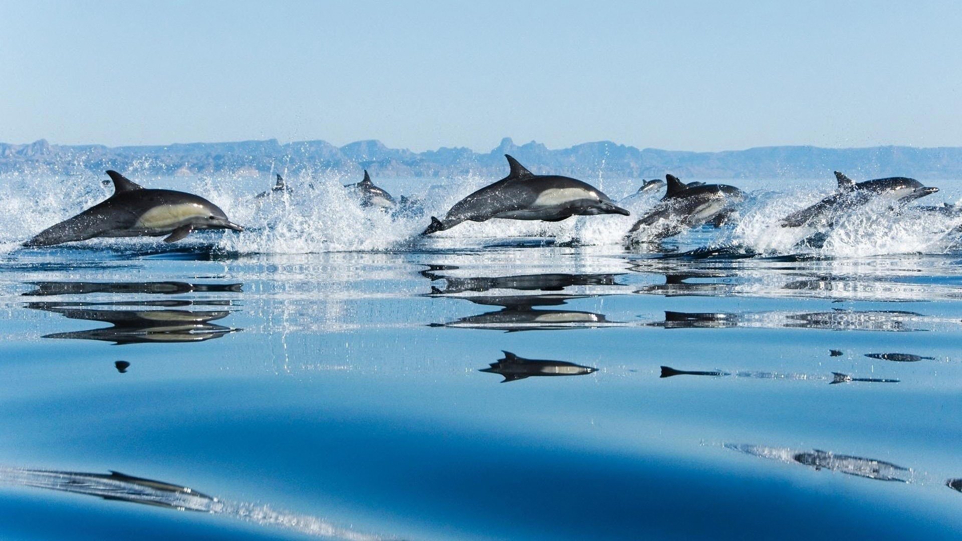 A group of dolphins leaps gracefully above the shimmering surface of the water, creating splashes against a serene blue backdrop.