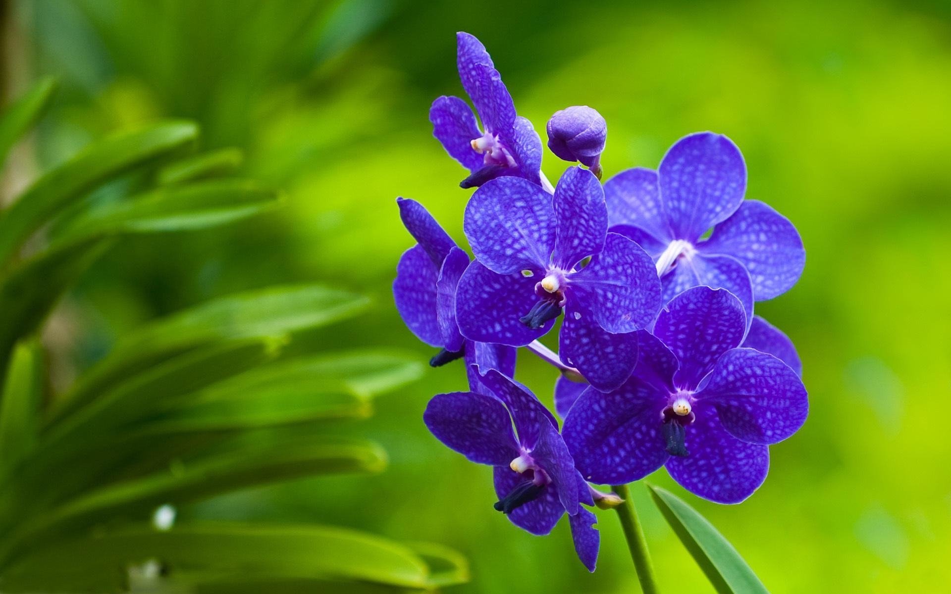 A cluster of vibrant purple orchids blooms against a lush green background, showcasing the beauty of nature’s floral diversity.