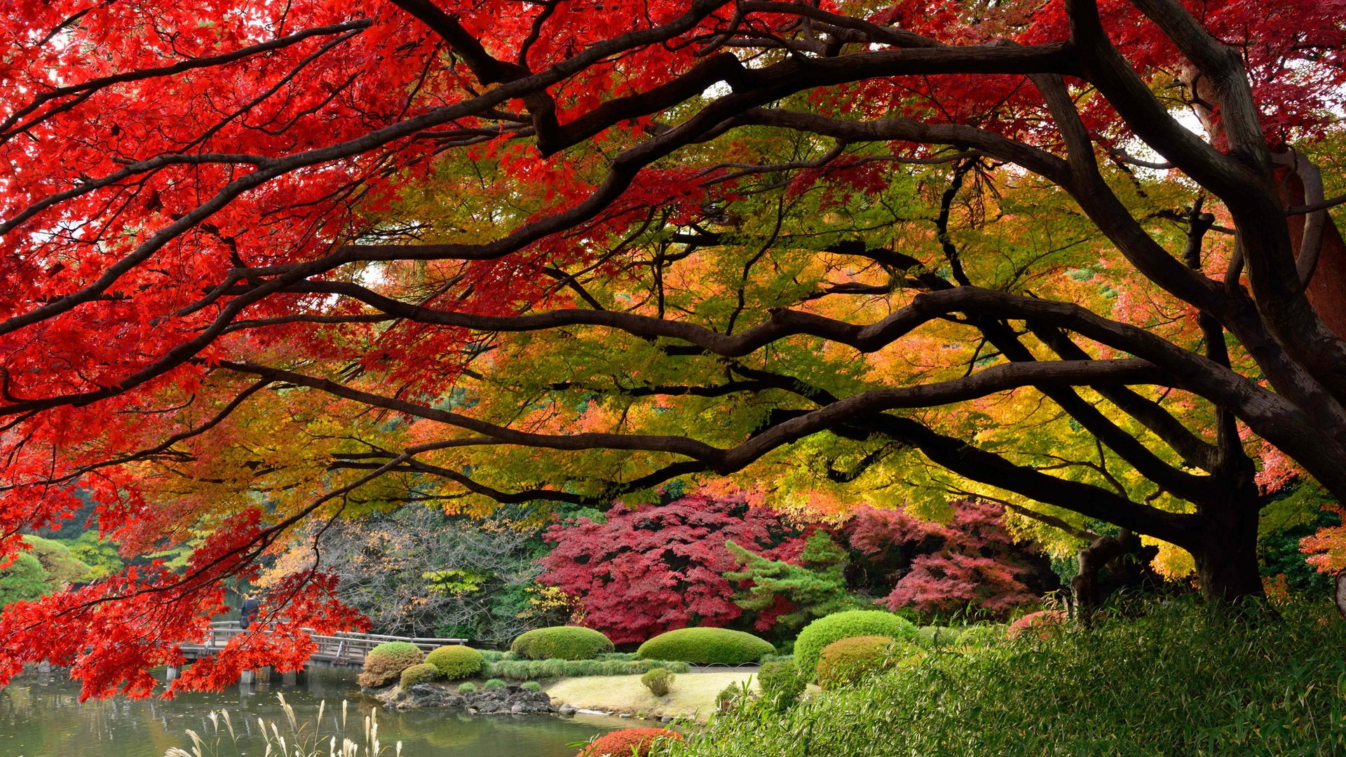 Photography of a park in autumn—arched maple branches with red, orange, and yellow leaves arching over a tranquil pond and sculpted green shrubs.