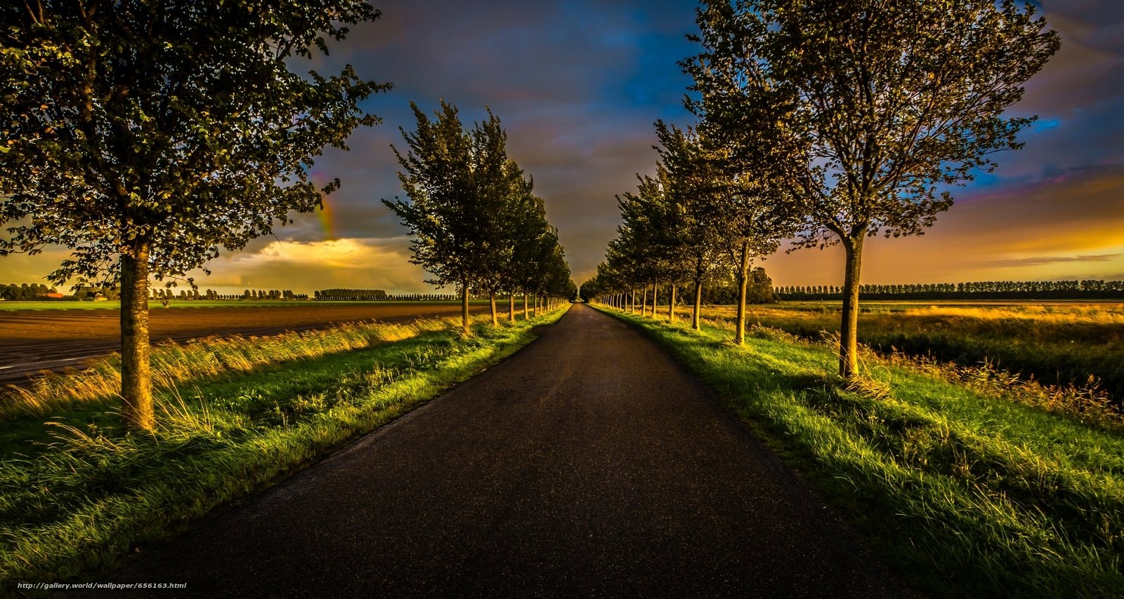 tree tree-lined man made road Image