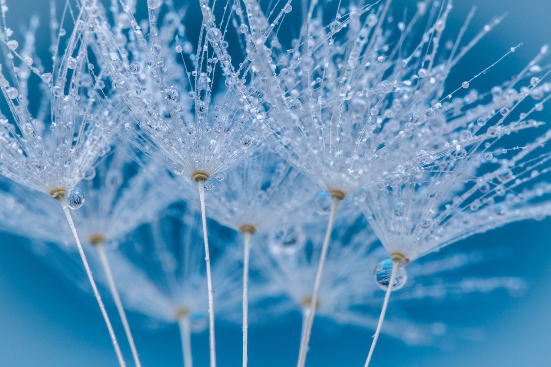 water drop macro nature plant Image