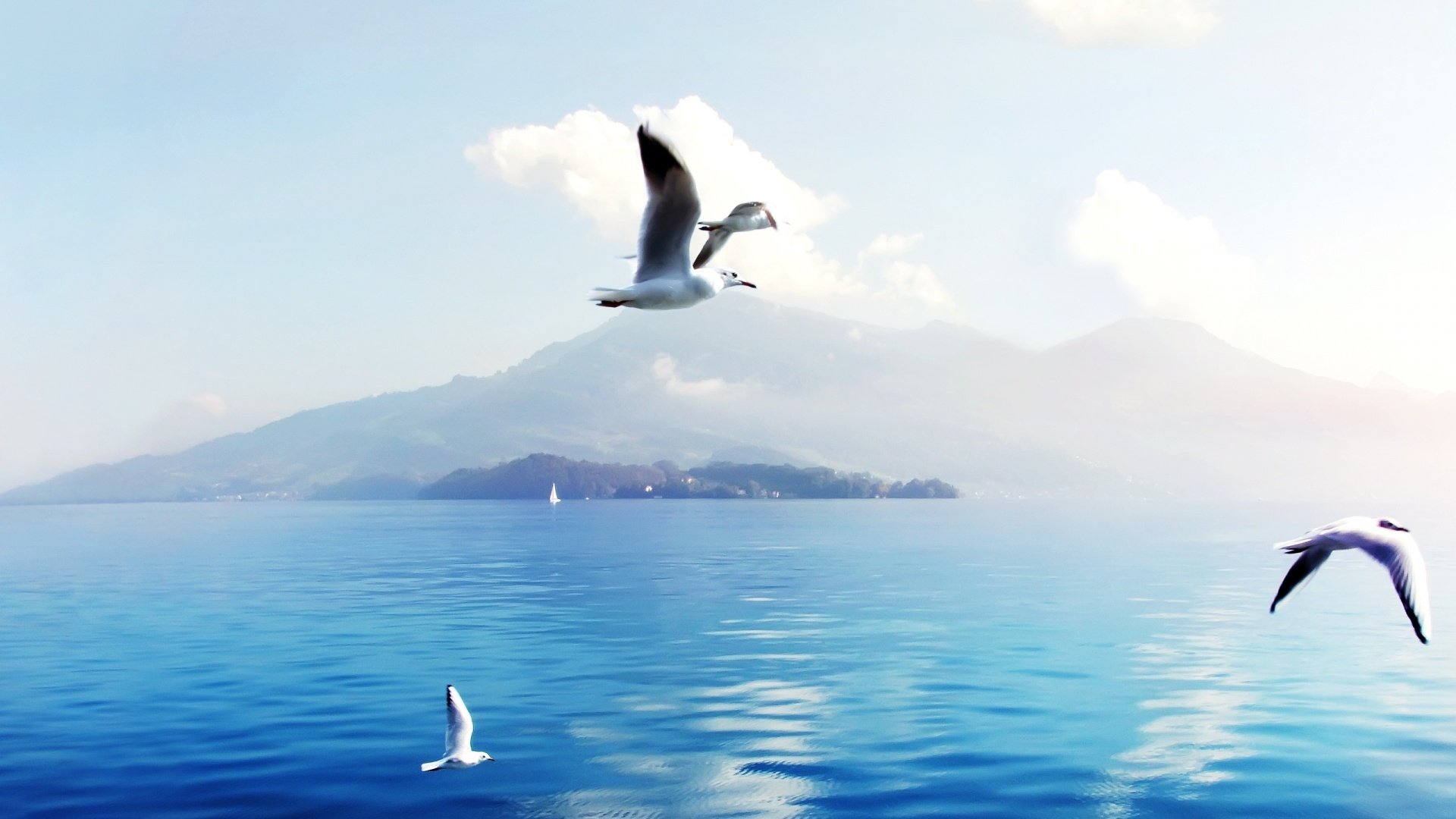 Download Animal Seagull Image