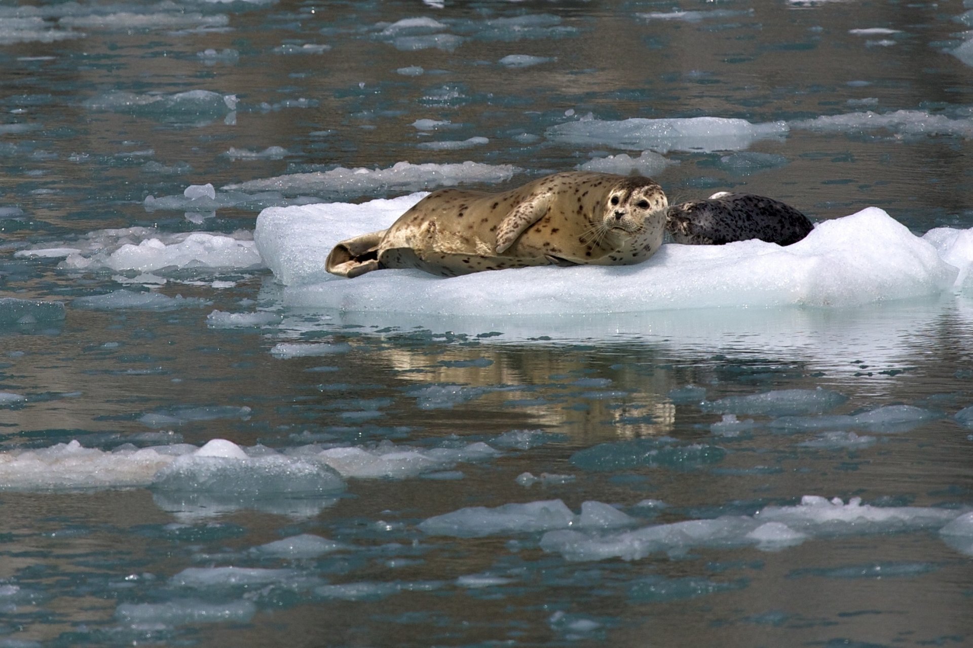  Harbor seal, also known as the common seals, Kenai Fjords National Park, Alaska by skeeze