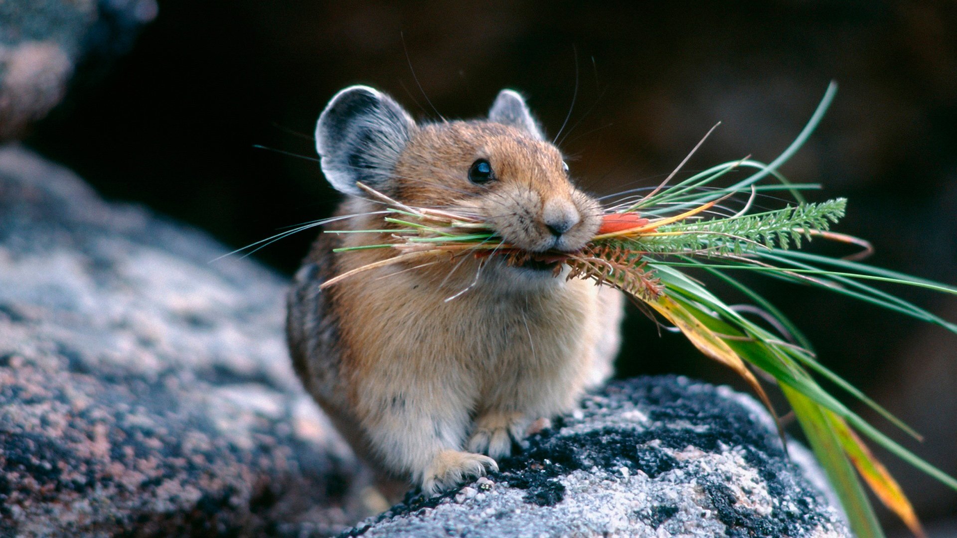Animal mouse Image