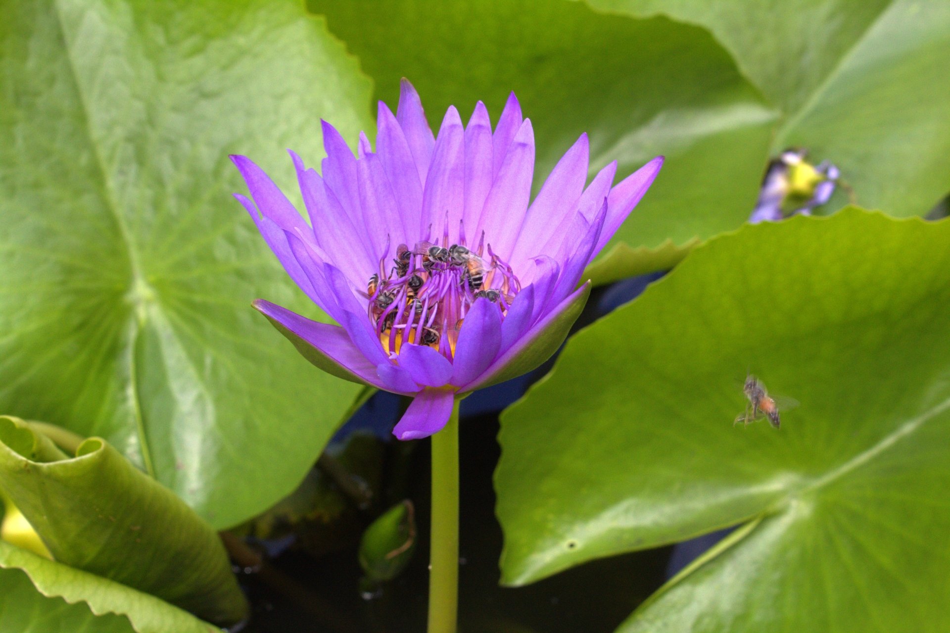 water lily flower Animal bee Image
