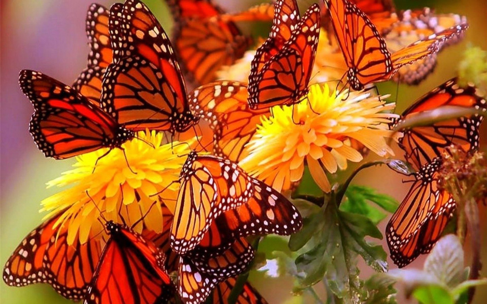  Monarch Butterflies