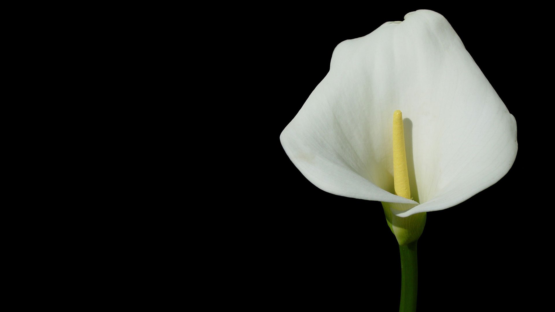 Download White Flower Flower Nature Calla Lily Image