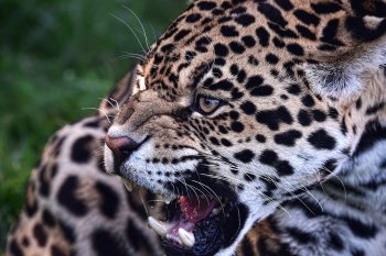 Preview Image 294339