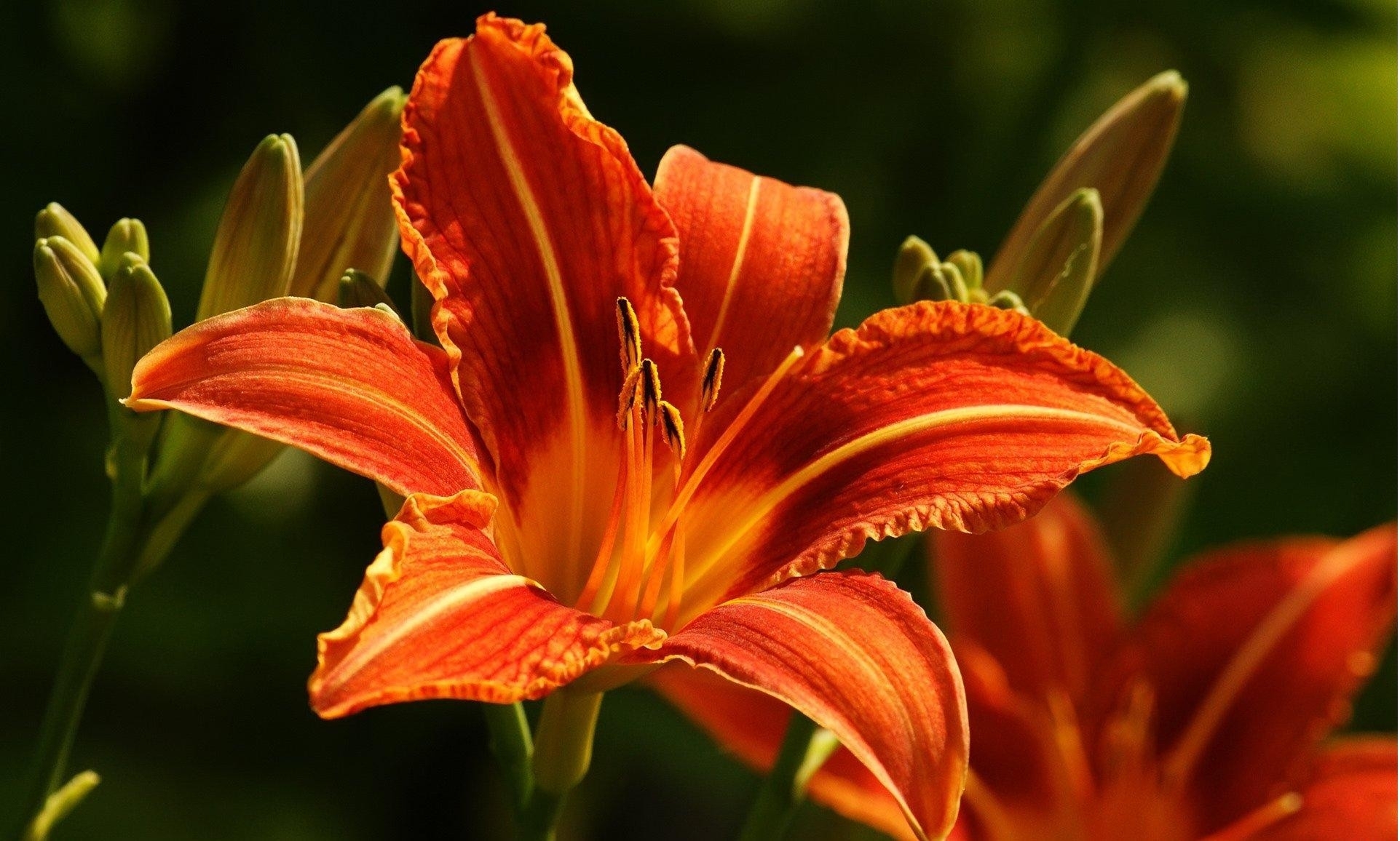 Lily Picture