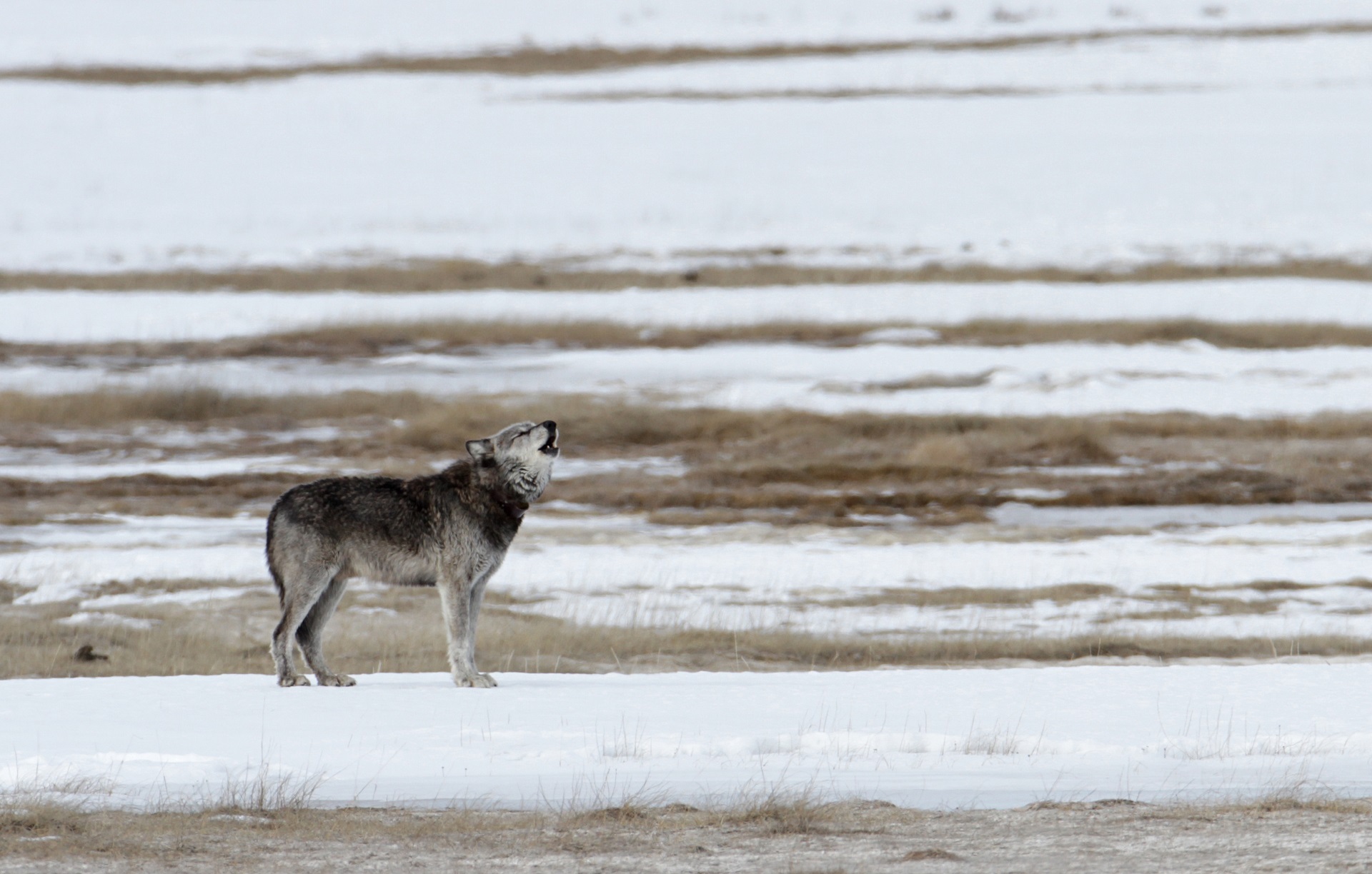 Grey Wolf in Yellowstone National Park by skeeze