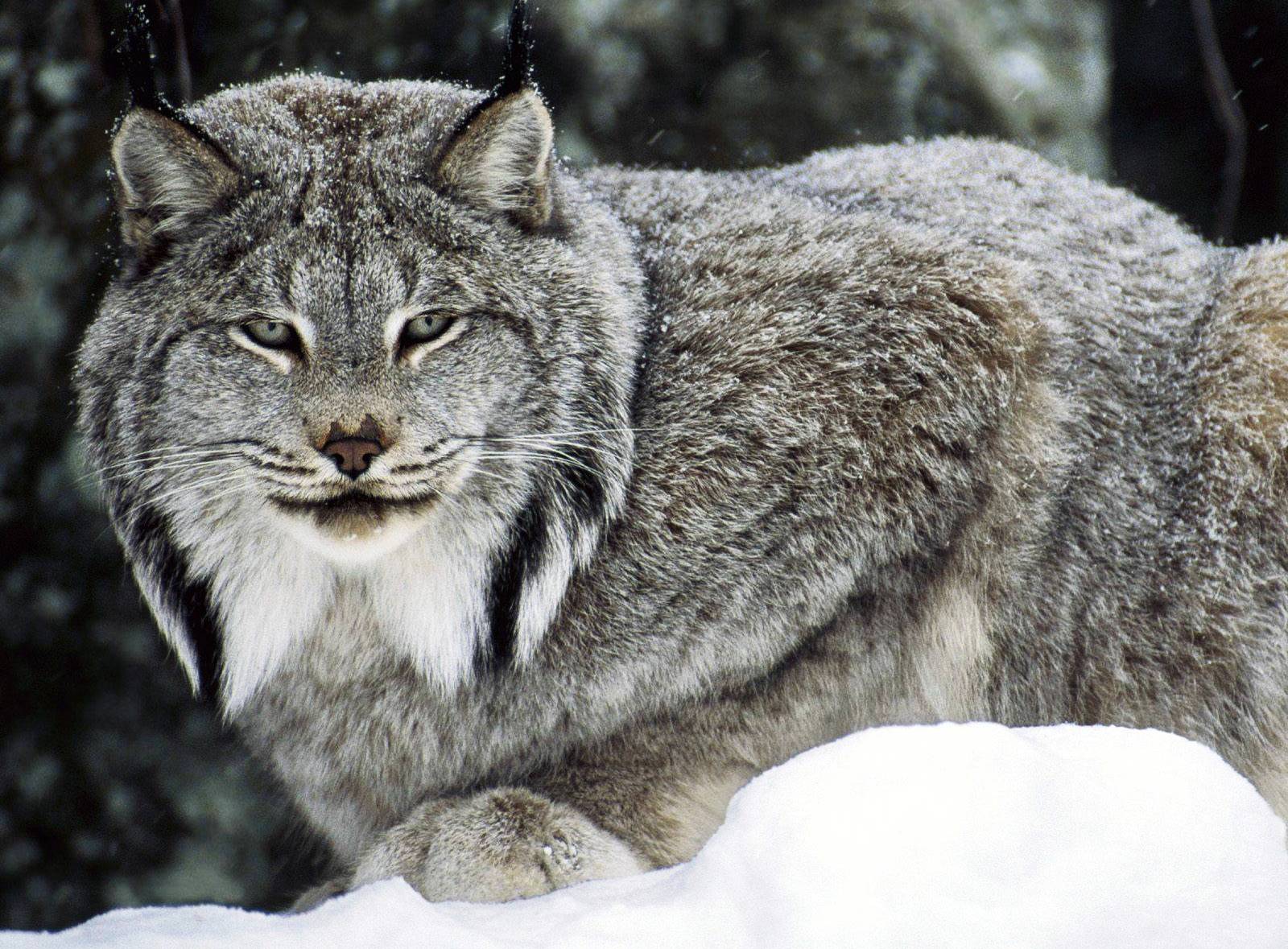 Lynx Picture