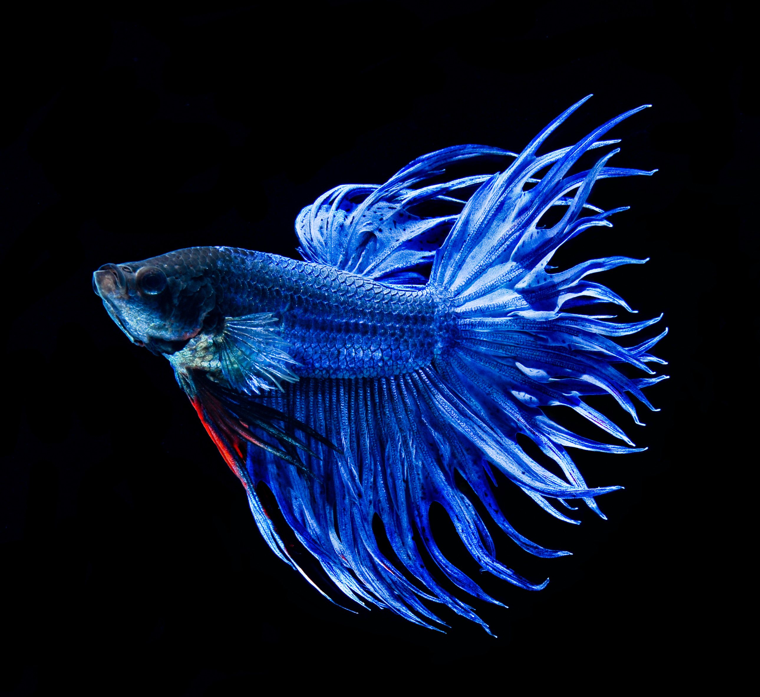 Рыба петушок синий