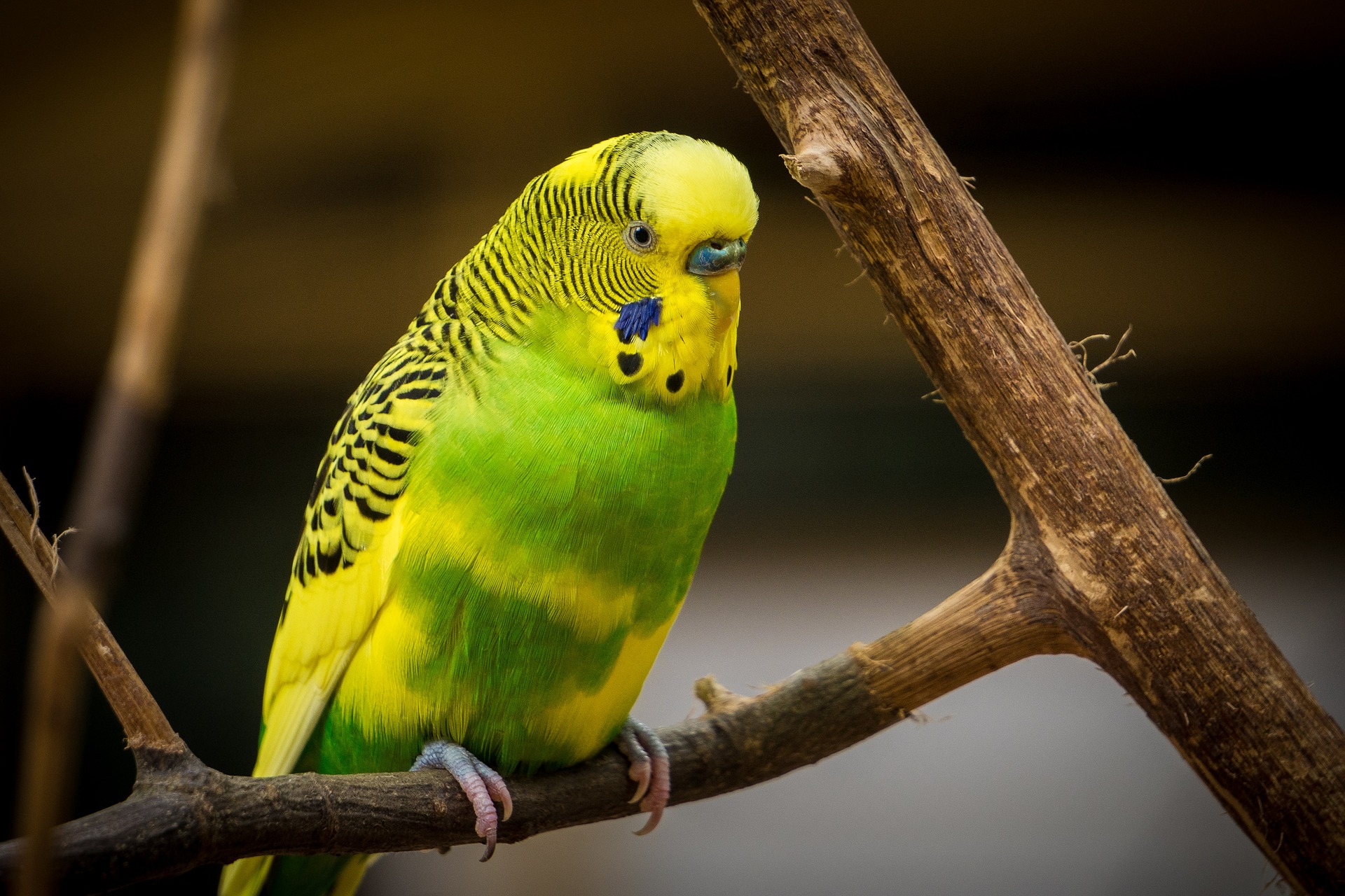 Yellow and green Budgerigar