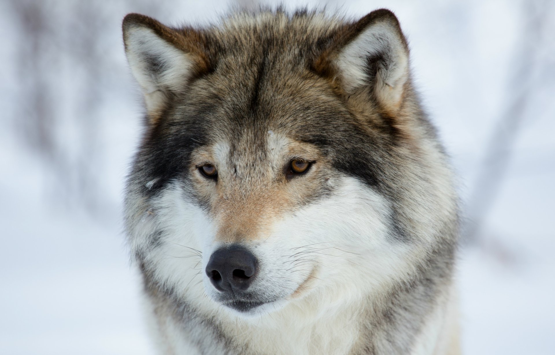 Close-up of a wolf’s face showing its strong muzzle and alert expression against a blurred winter background.