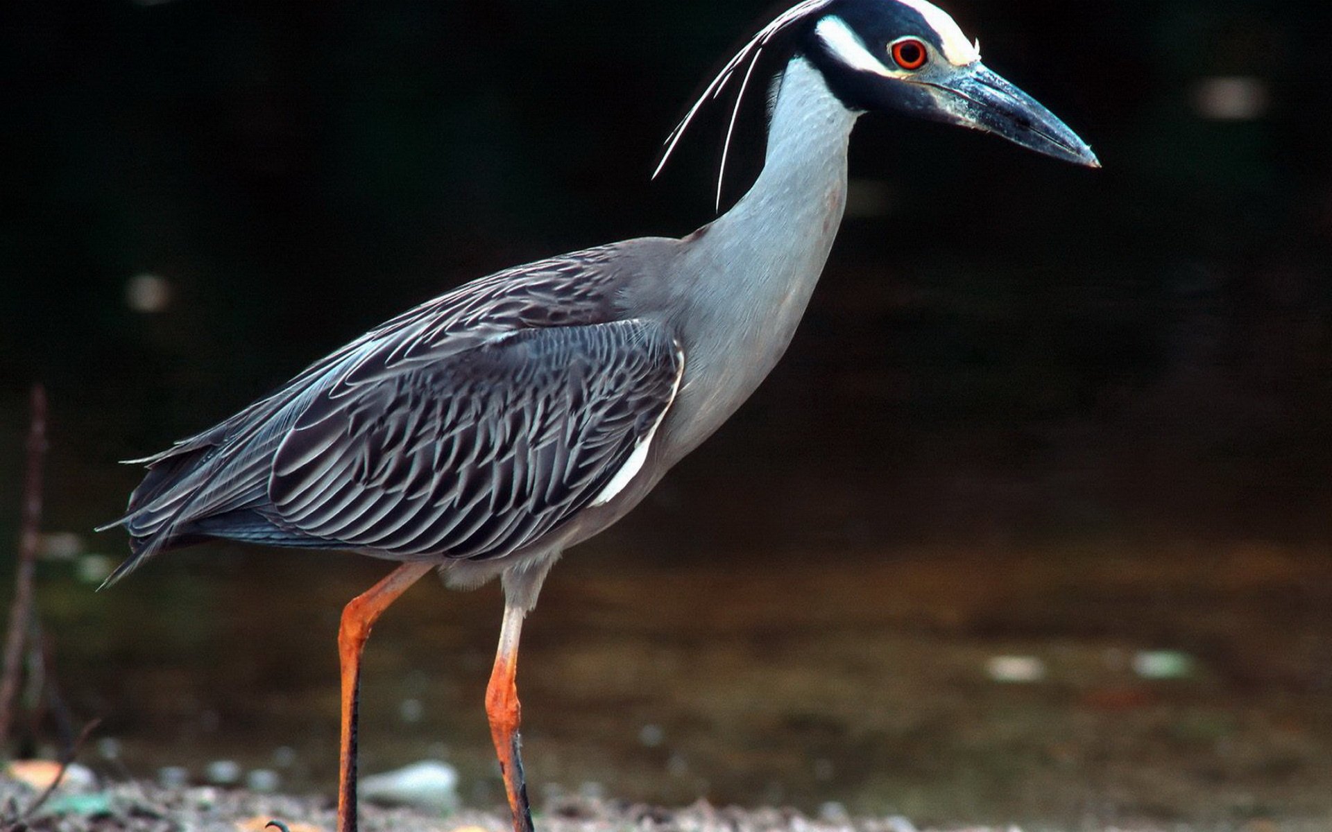 Download Animal Heron Image