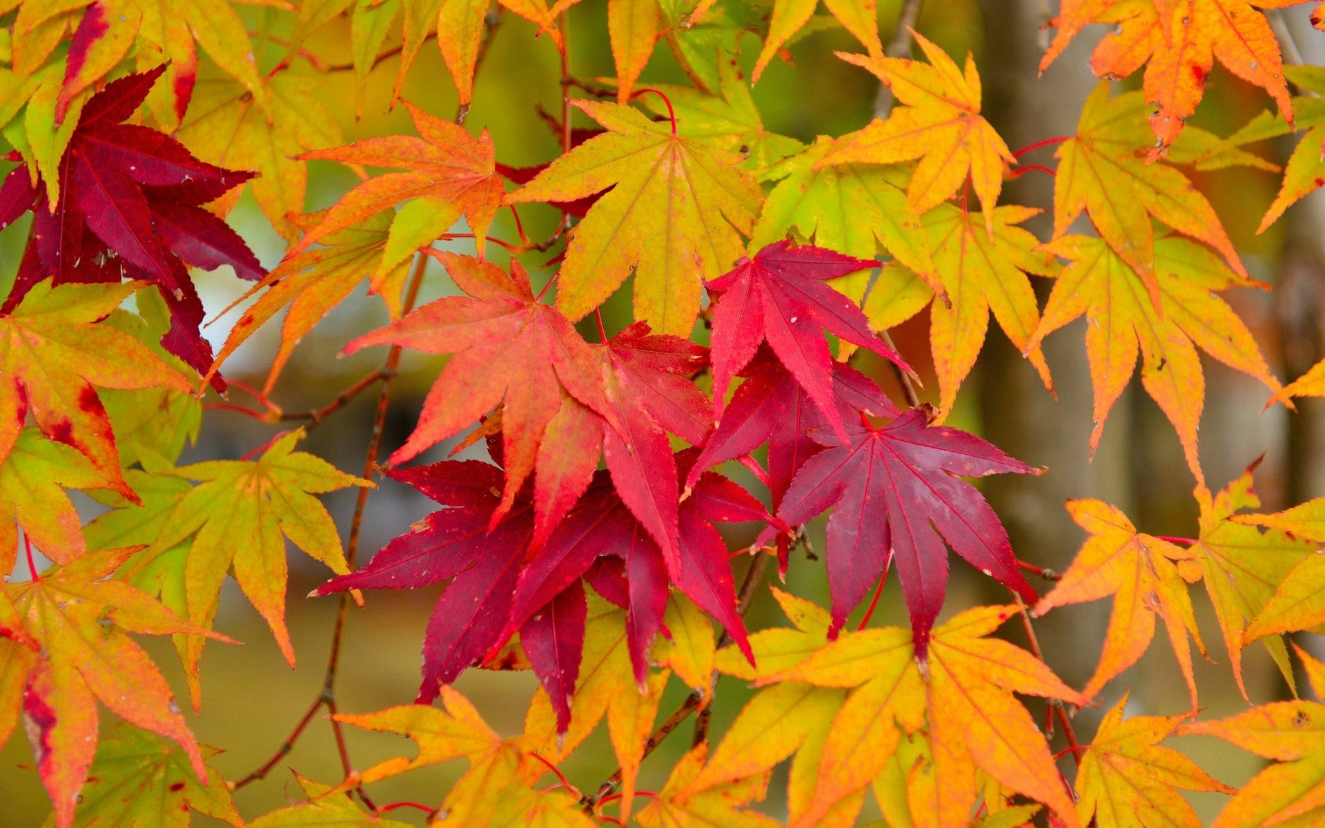 Vibrant leaves in shades of red, orange, and yellow create a striking display, celebrating the beauty of nature in autumn.