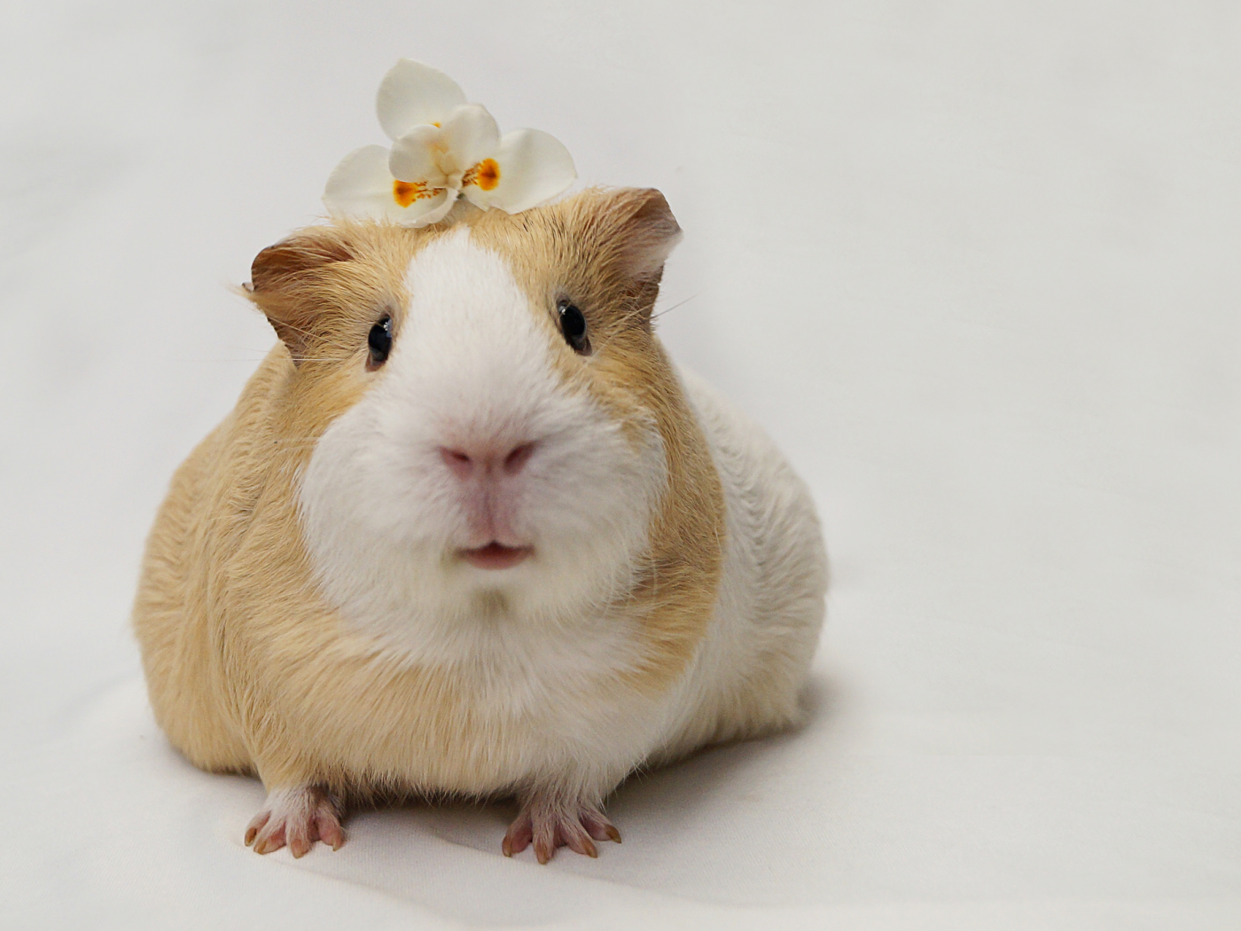 Animal hamster Image