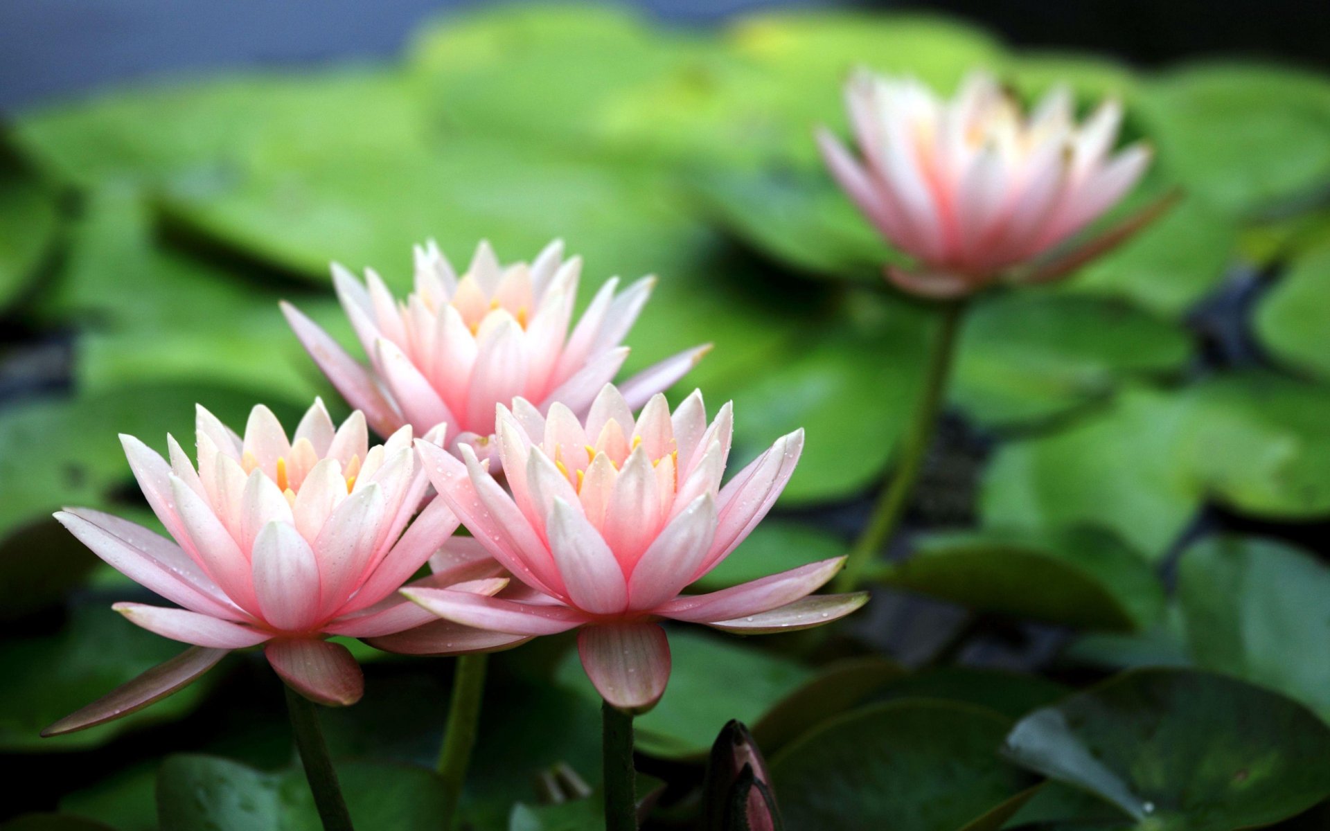 Water Lily Image - ID: 295579 - Image Abyss