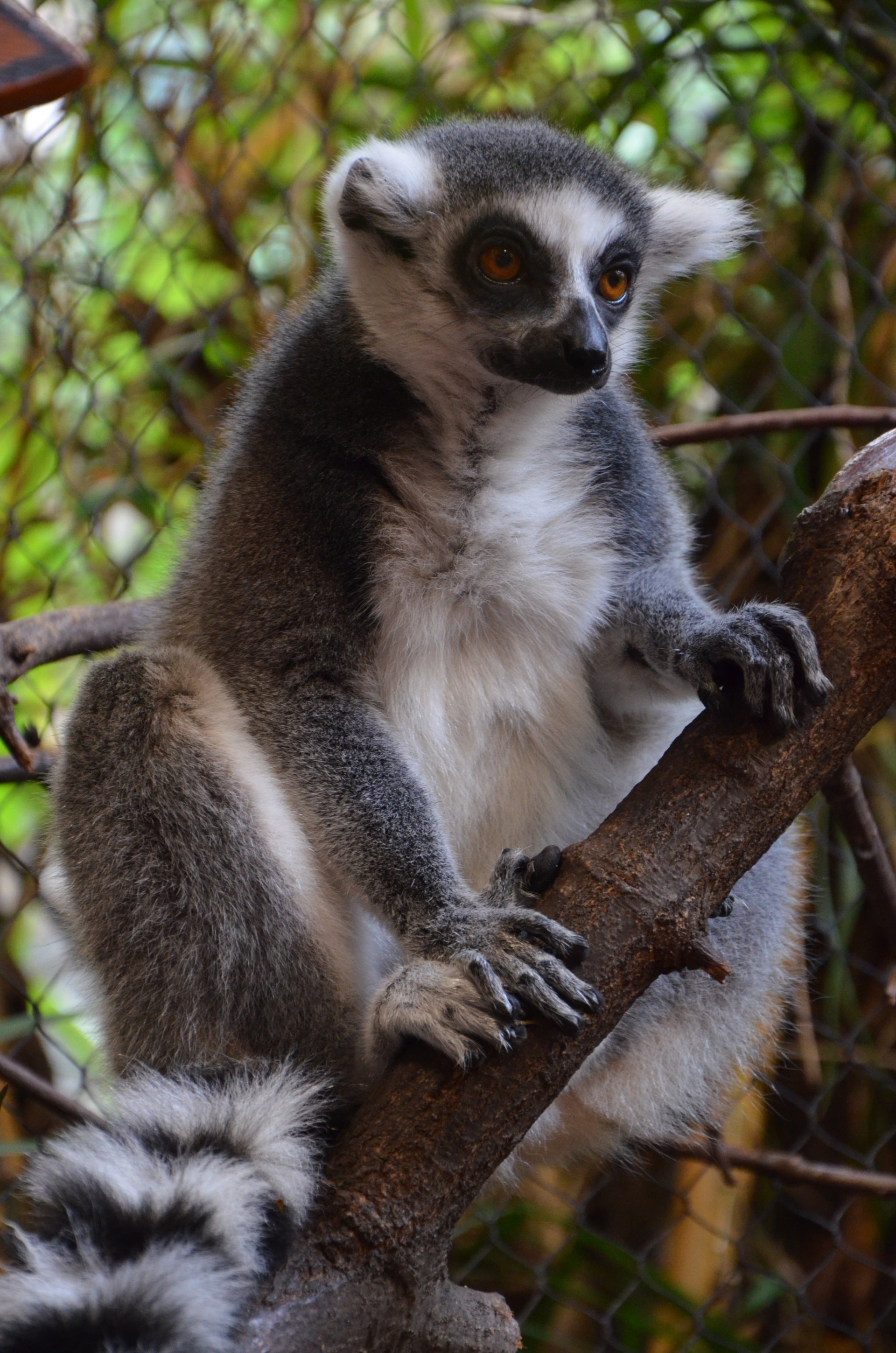 Close-up animal portrait of a ring-tailed lemur perched on a branch, showing its striped tail, bright eyes and monkey-like hands.