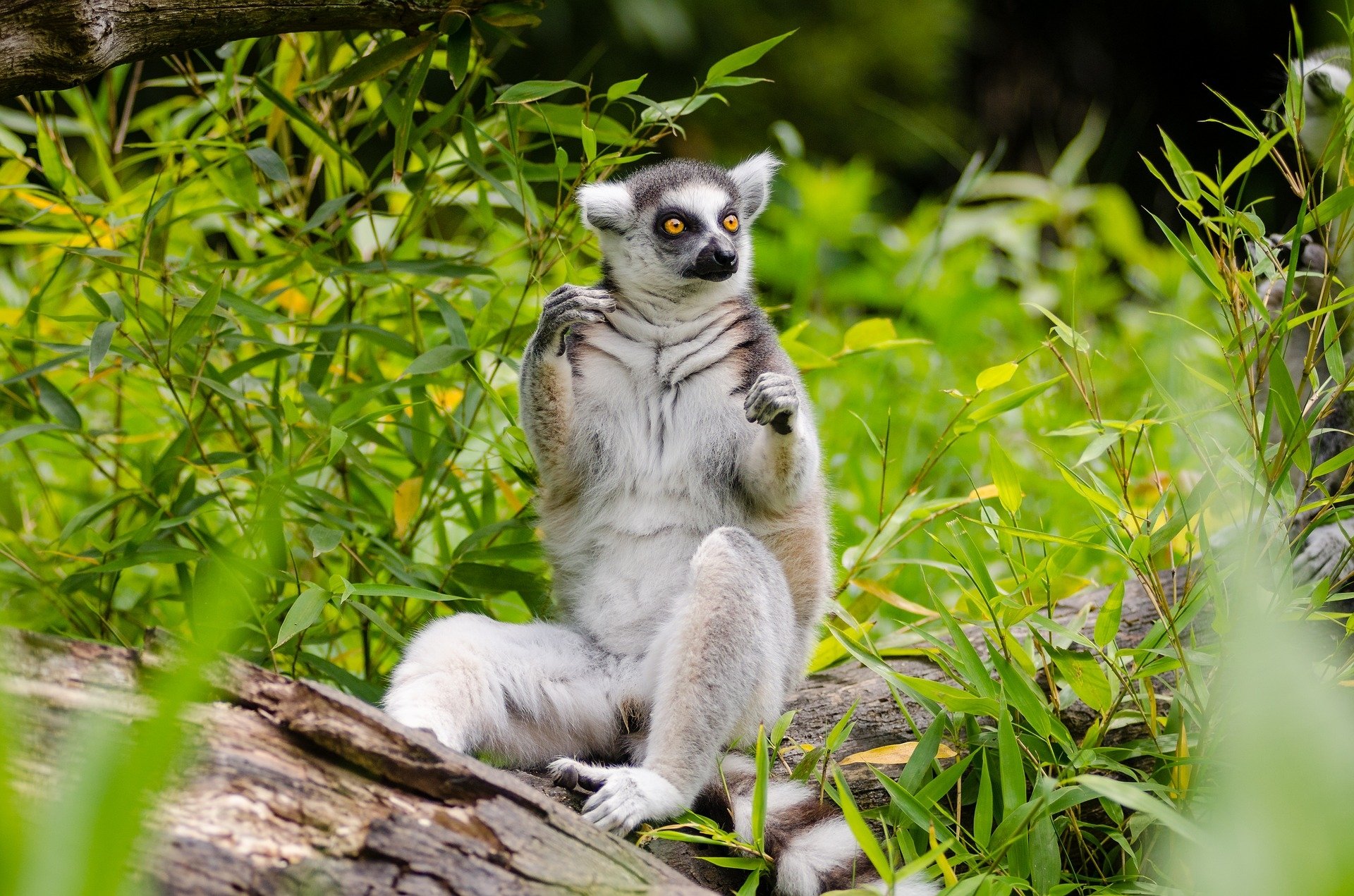  Ring-tailed lemur