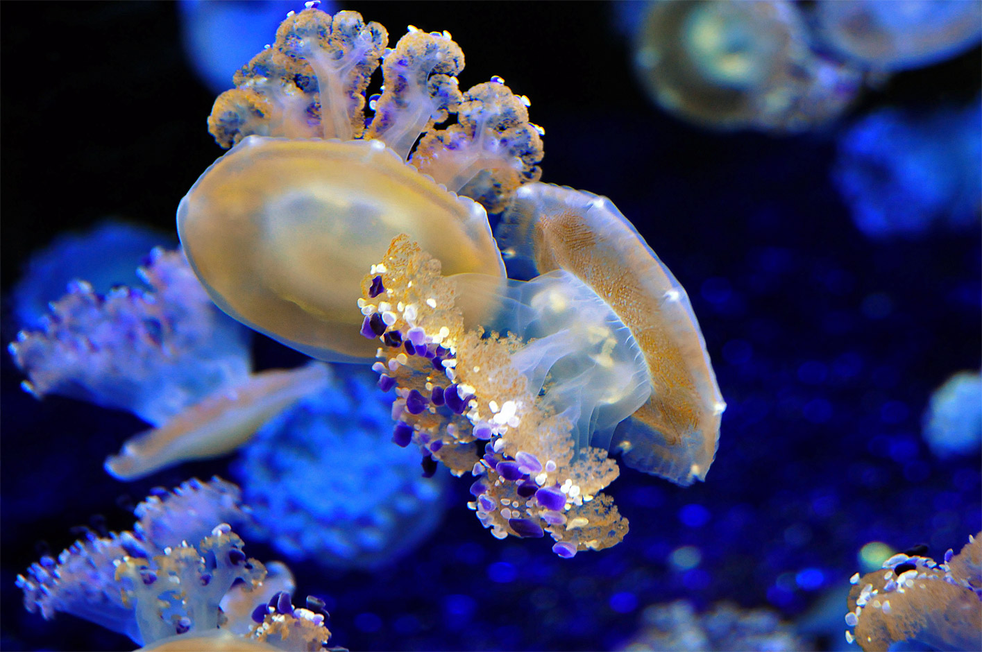 Ротовый. Медуза морская. Медуза Кассиопея. Глубоководные медузы. Медуза фото.