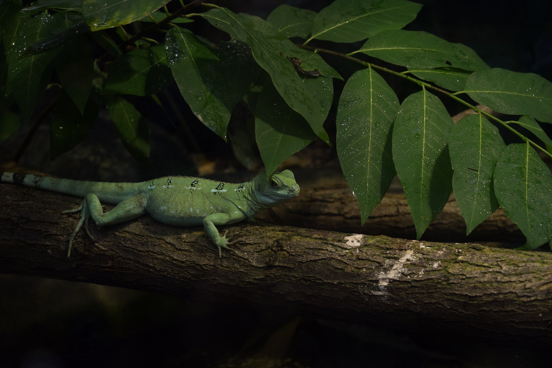 Lizard in the Rainforest by Jeremy Beckers