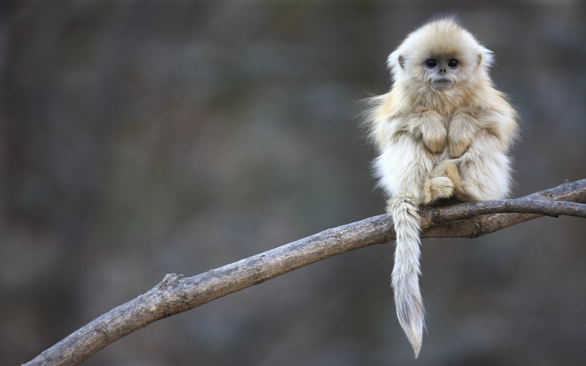 Cute shaggy macaque
