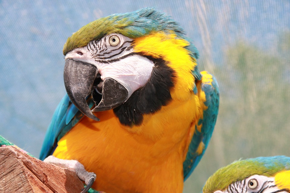 Blue-and-yellow Macaw Picture