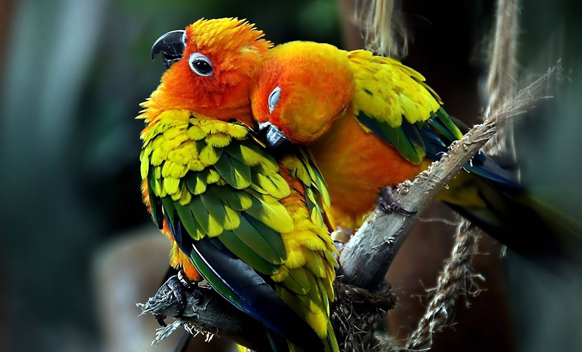 Sun Parakeet Picture