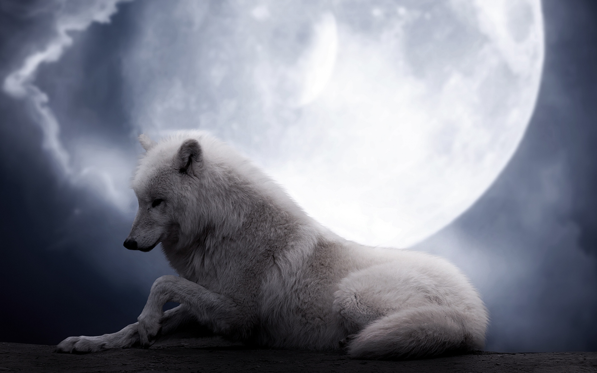 White Wolf on Full Moon Night