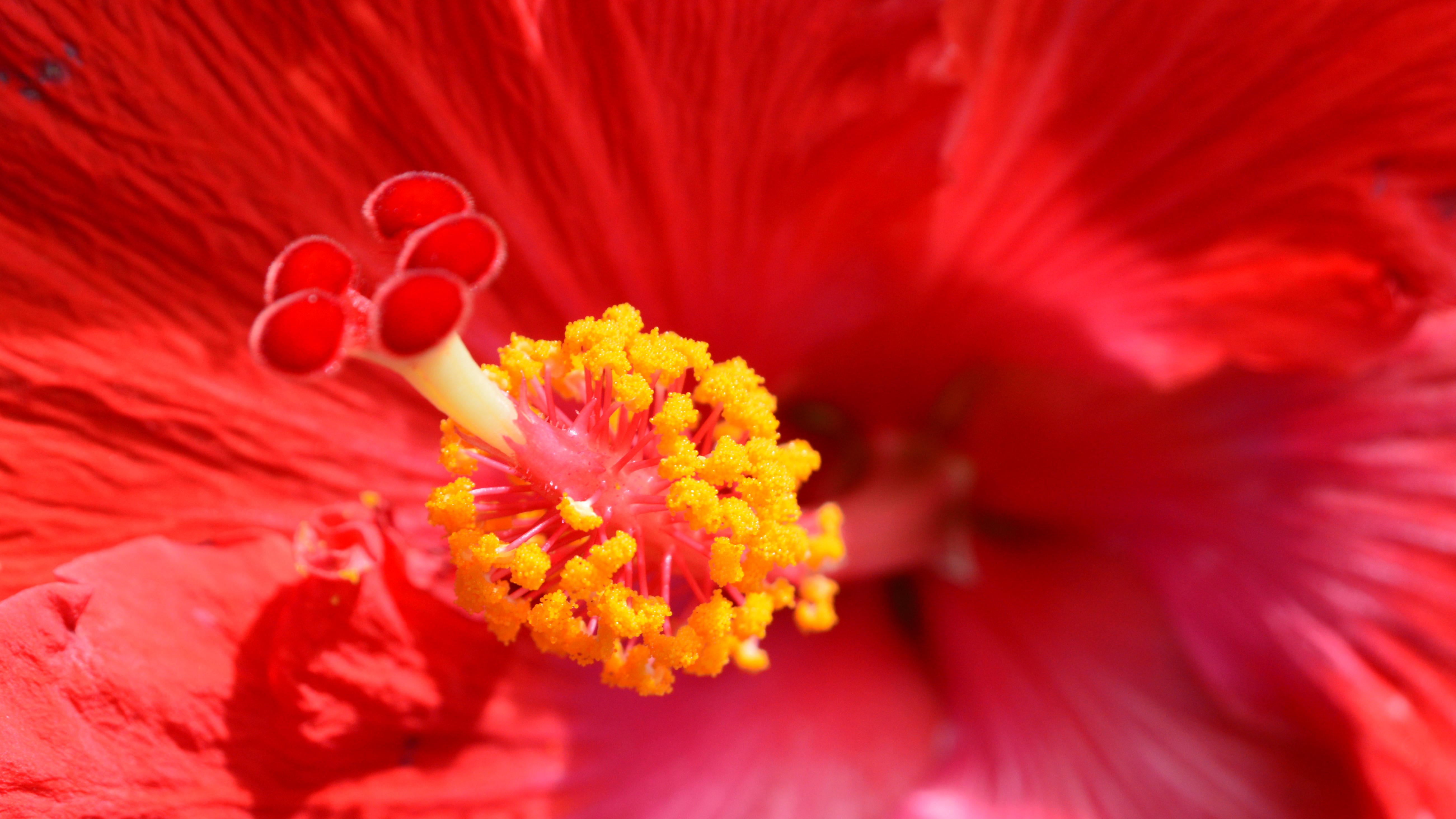 Flores de mi tierra by cristian5416 - Image Abyss