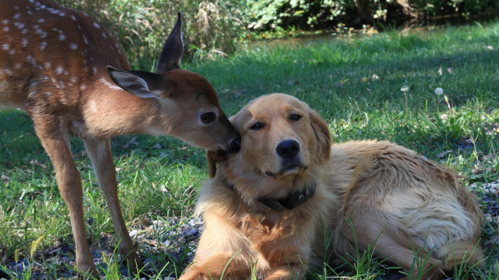 A fawn deer nuzzles a golden dog resting on grass — a cute, tender moment of animal love.