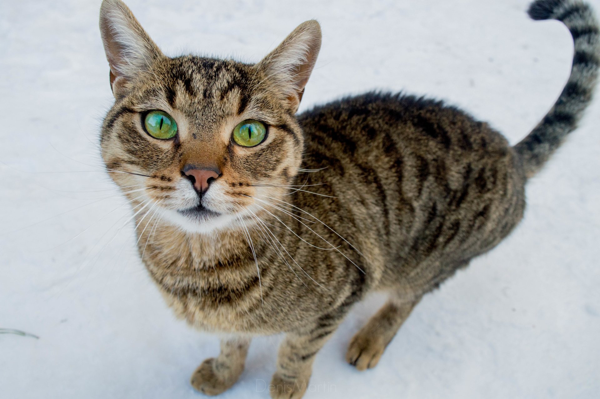 Striped tabby cat with bright green eyes standing on snow, looking up toward the camera.