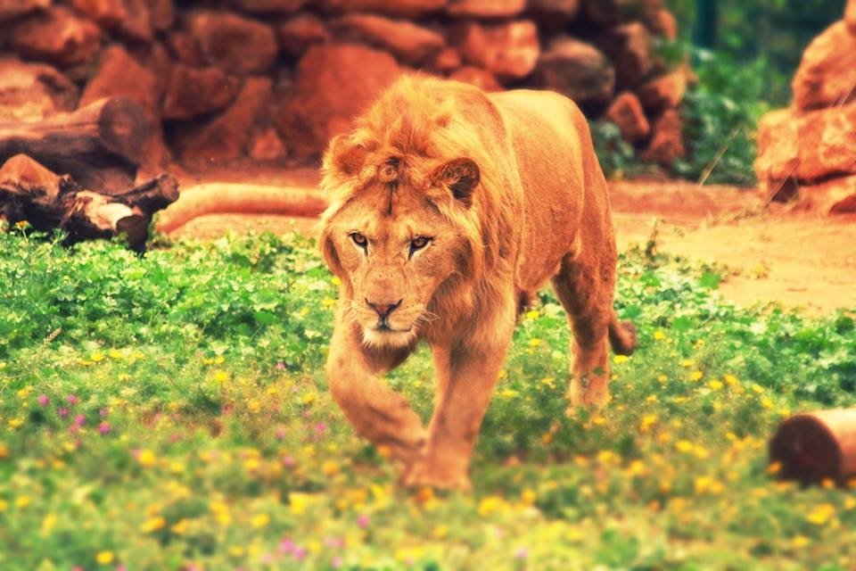 A lion walking on grass with rocky terrain in the background, showcasing its strong and focused presence.