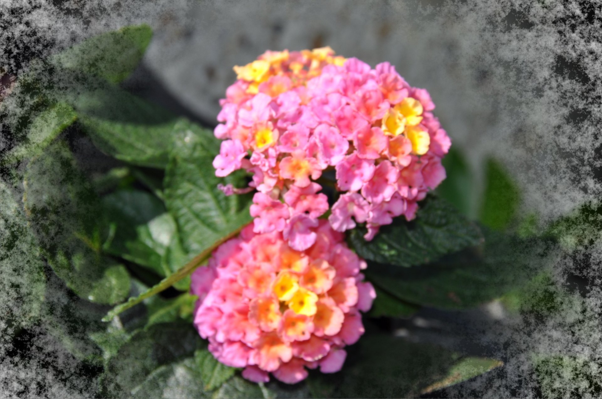  Lantanas roses
