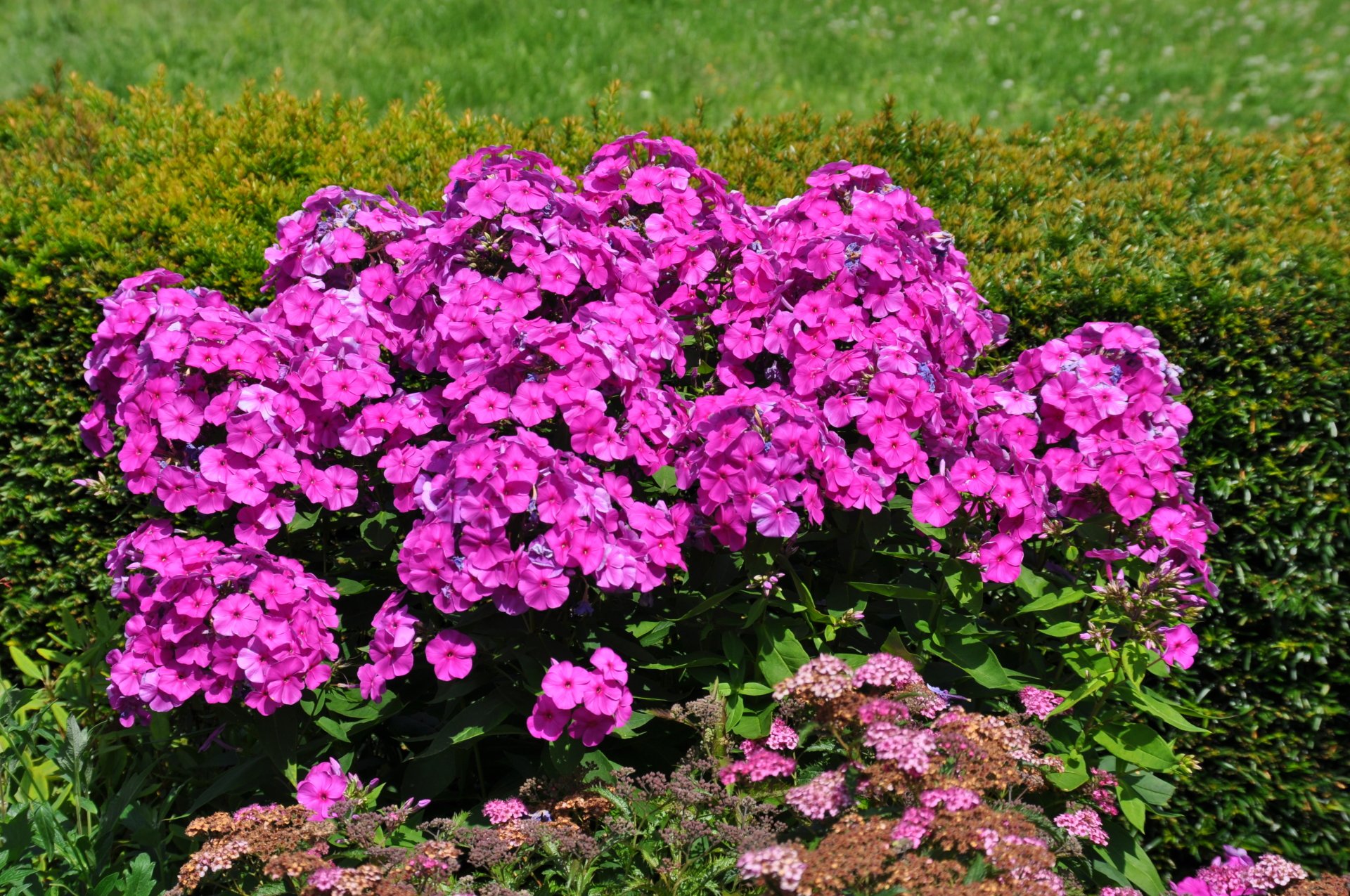  Phlox