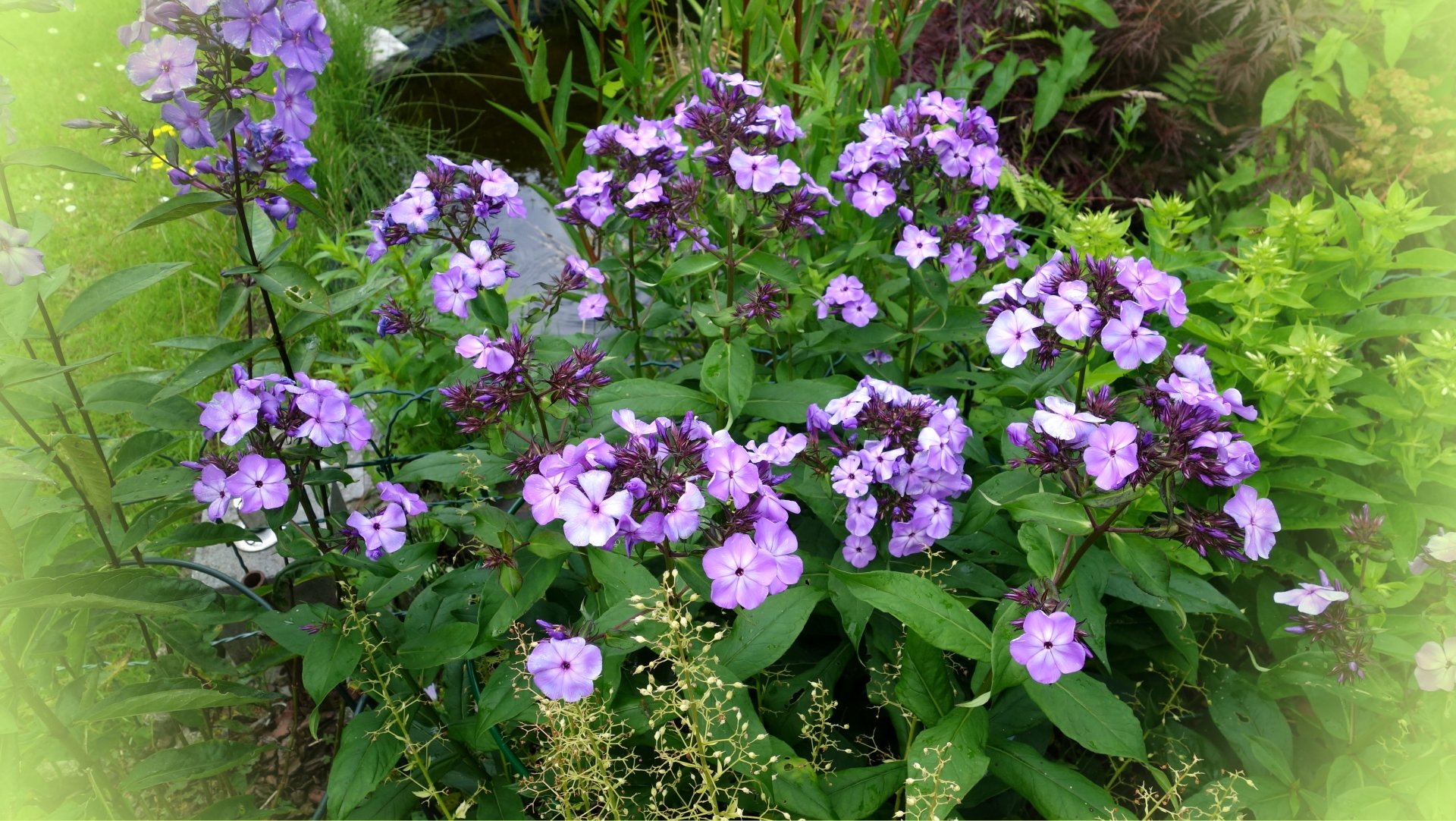  Phlox3