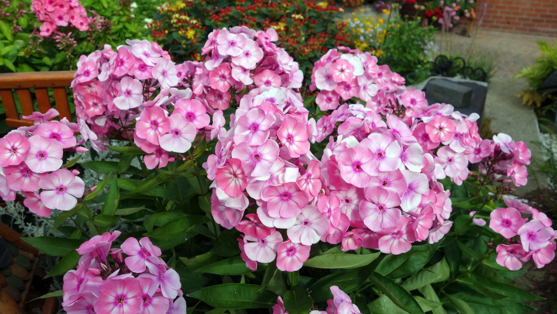  Phlox5