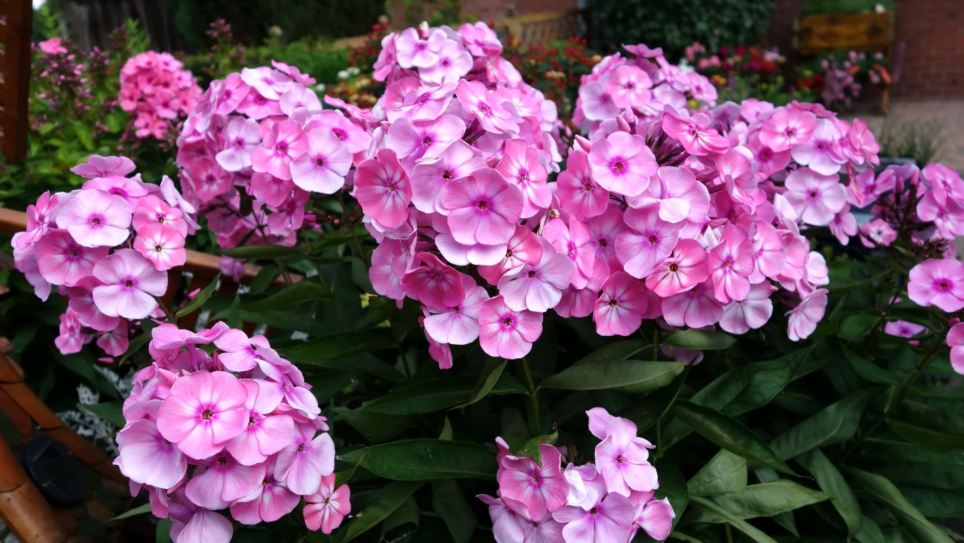  Phlox6