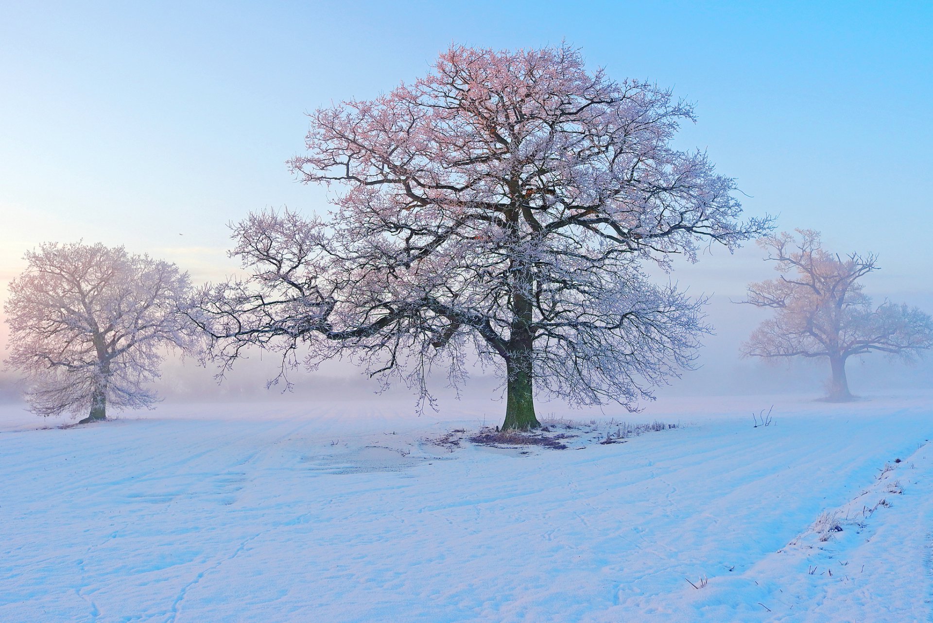 Download Snow Tree Nature Winter Image
