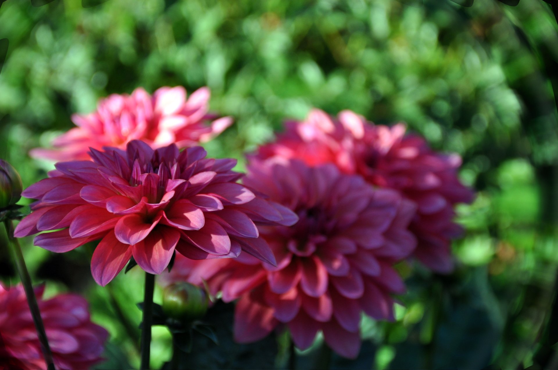  flower-dahlia2
