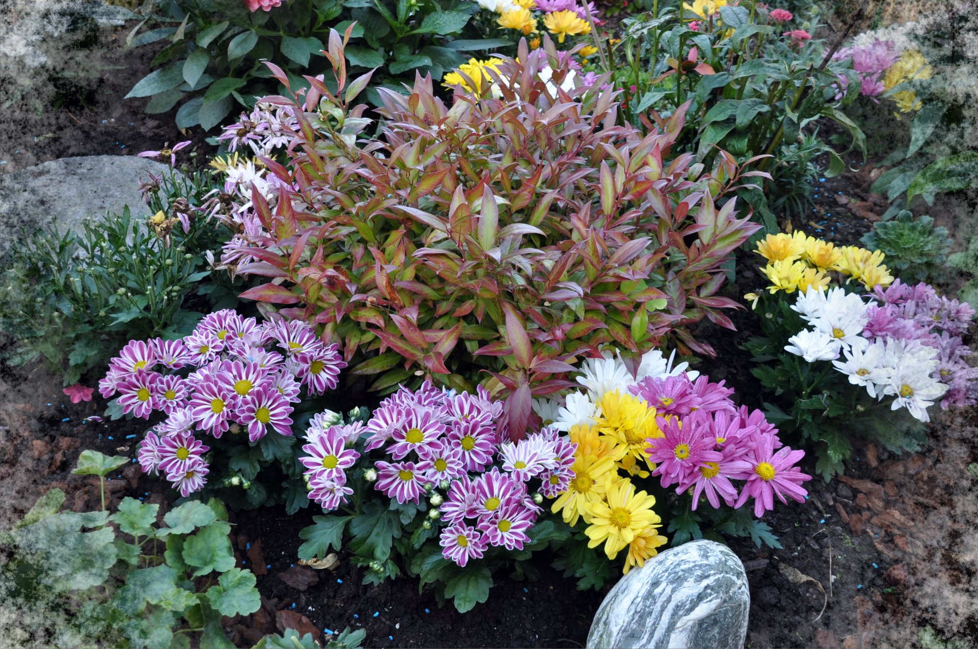  flower-chrysanthèmes