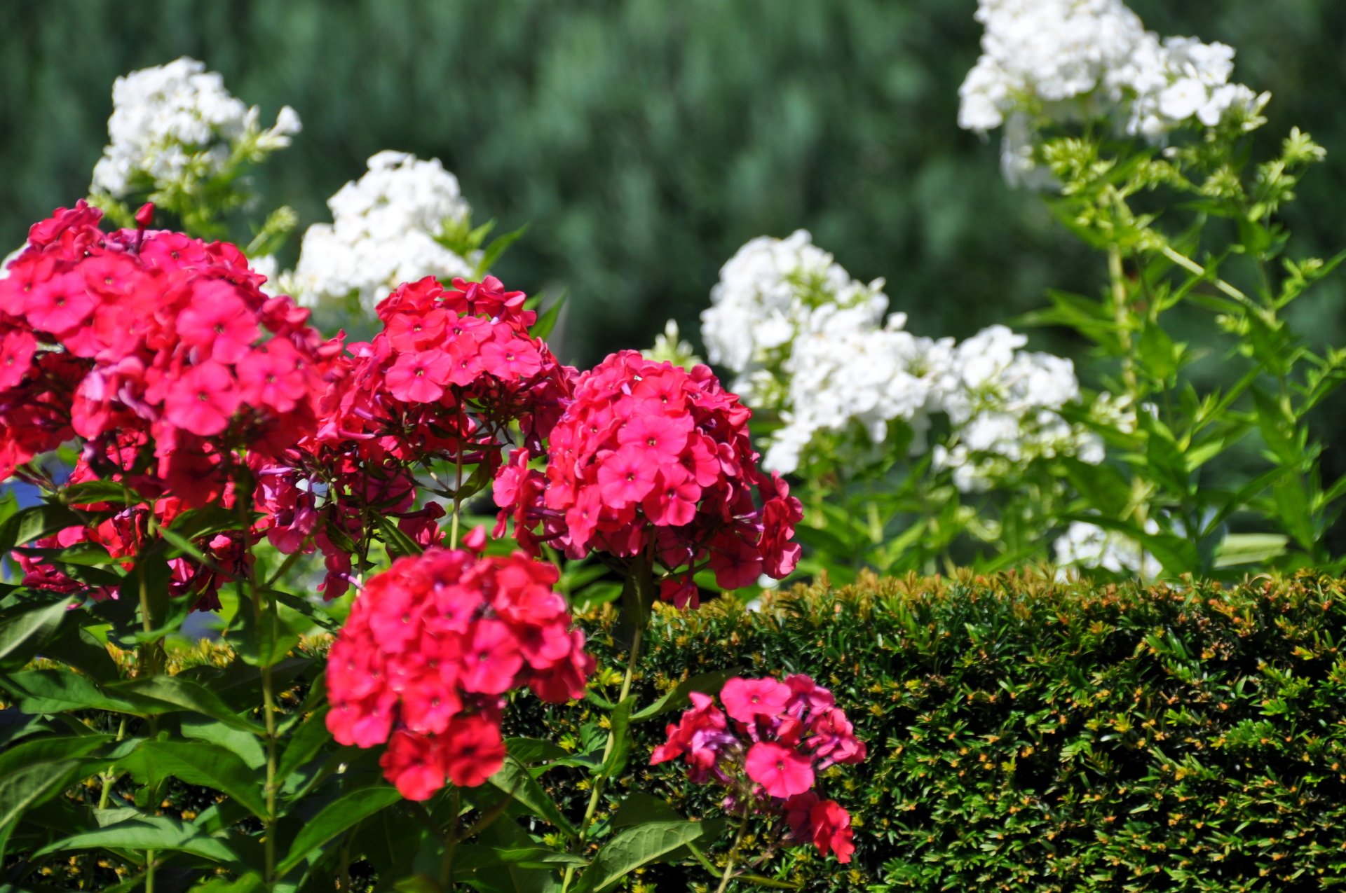  flower-phlox