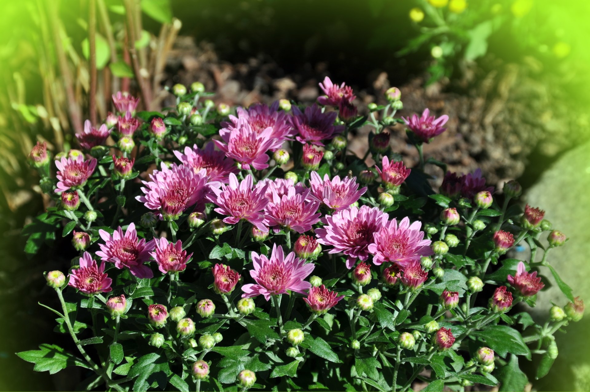  flower-chrysanthèmes1