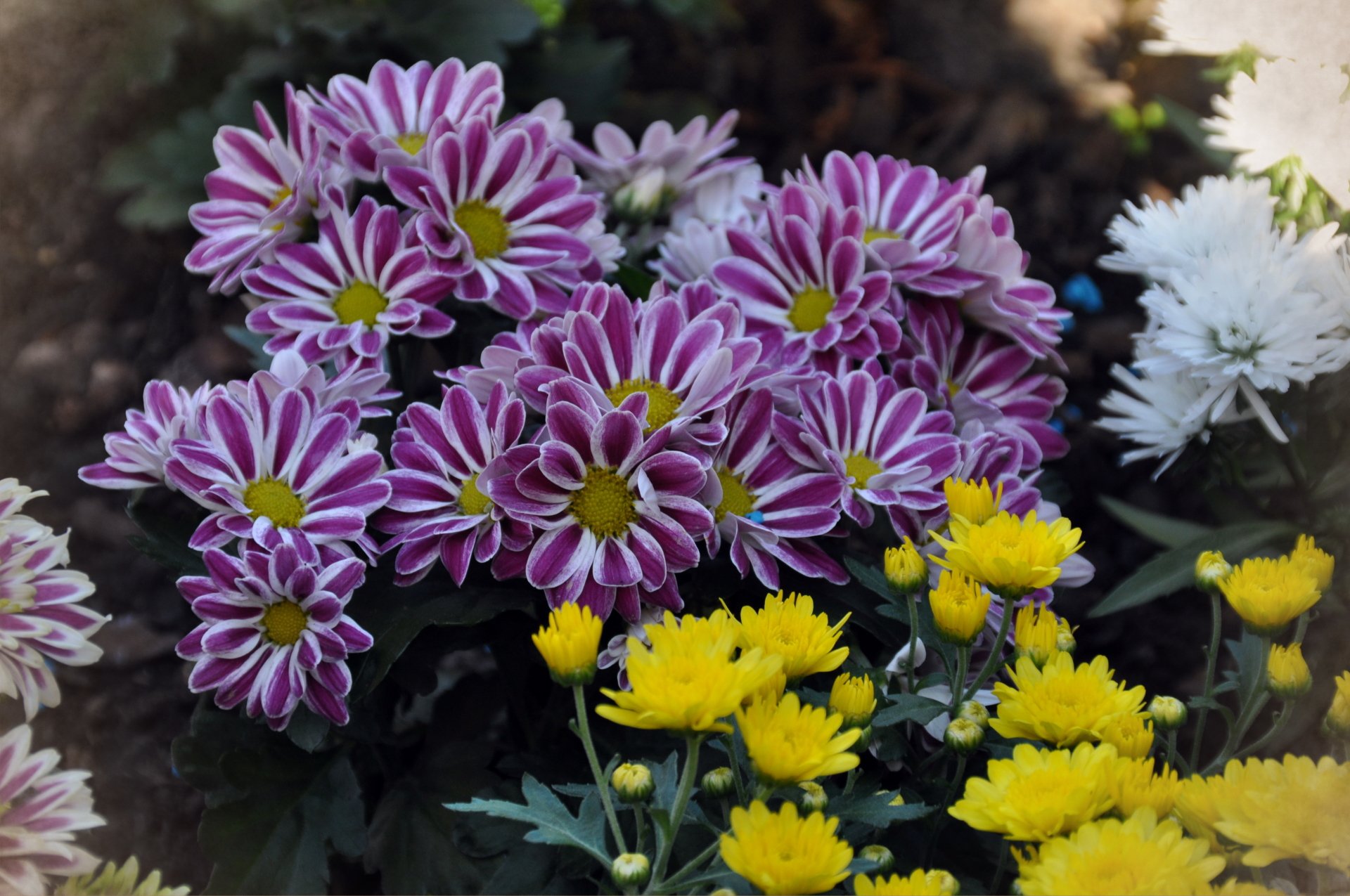  flower-chrysanthèmes2