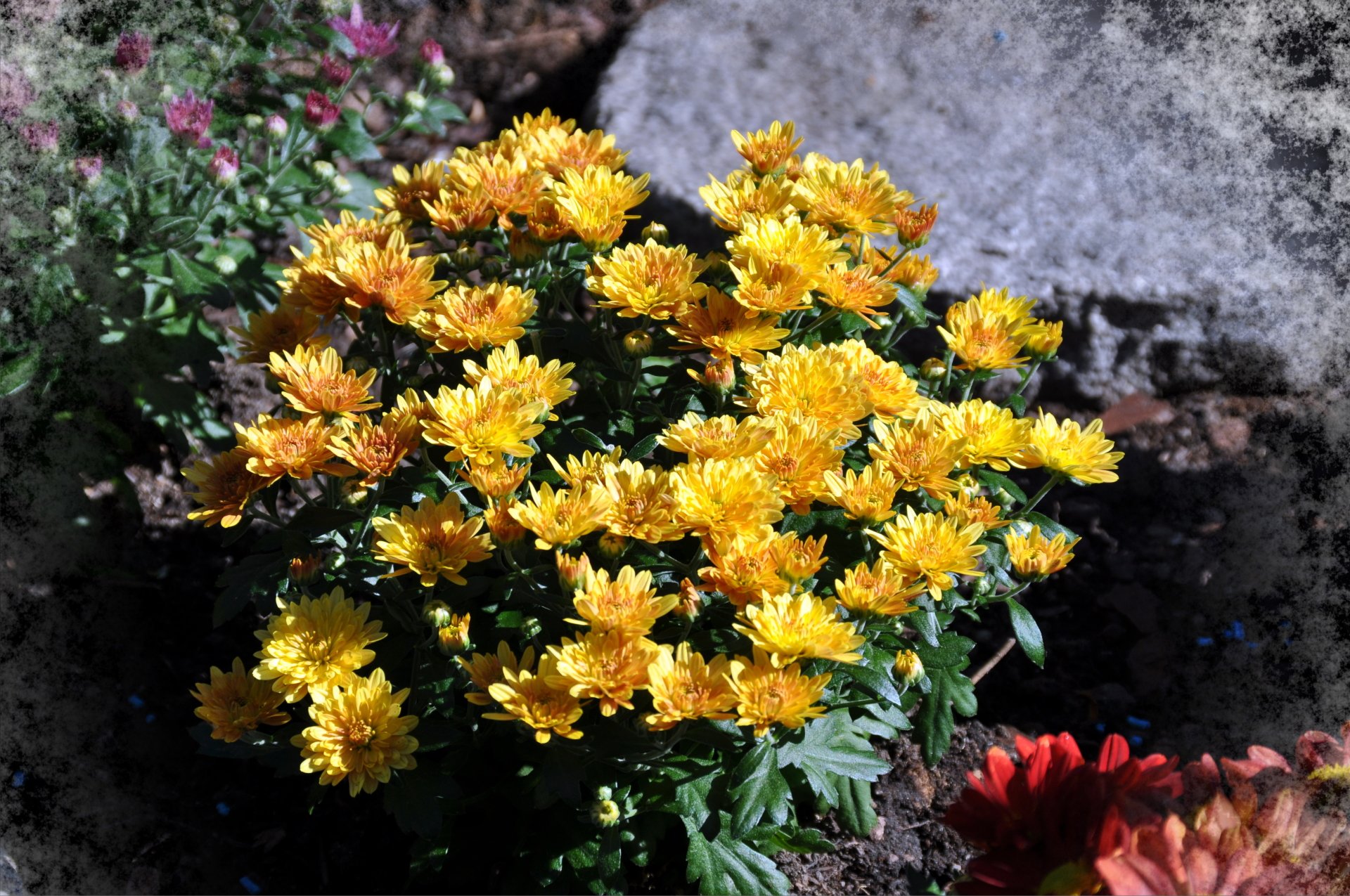  flower-chrysanthèmes3