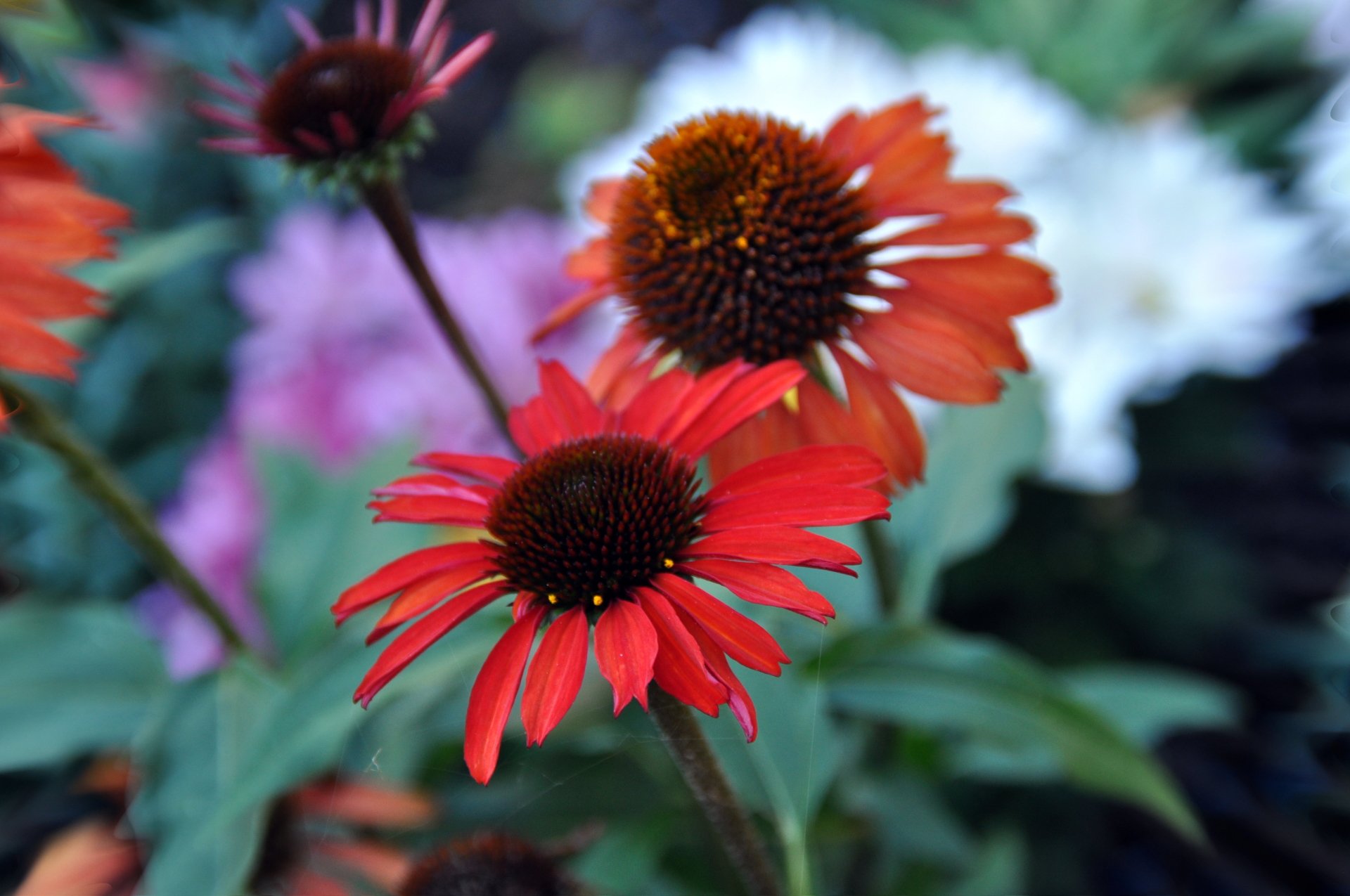  flower-échinacéas 3