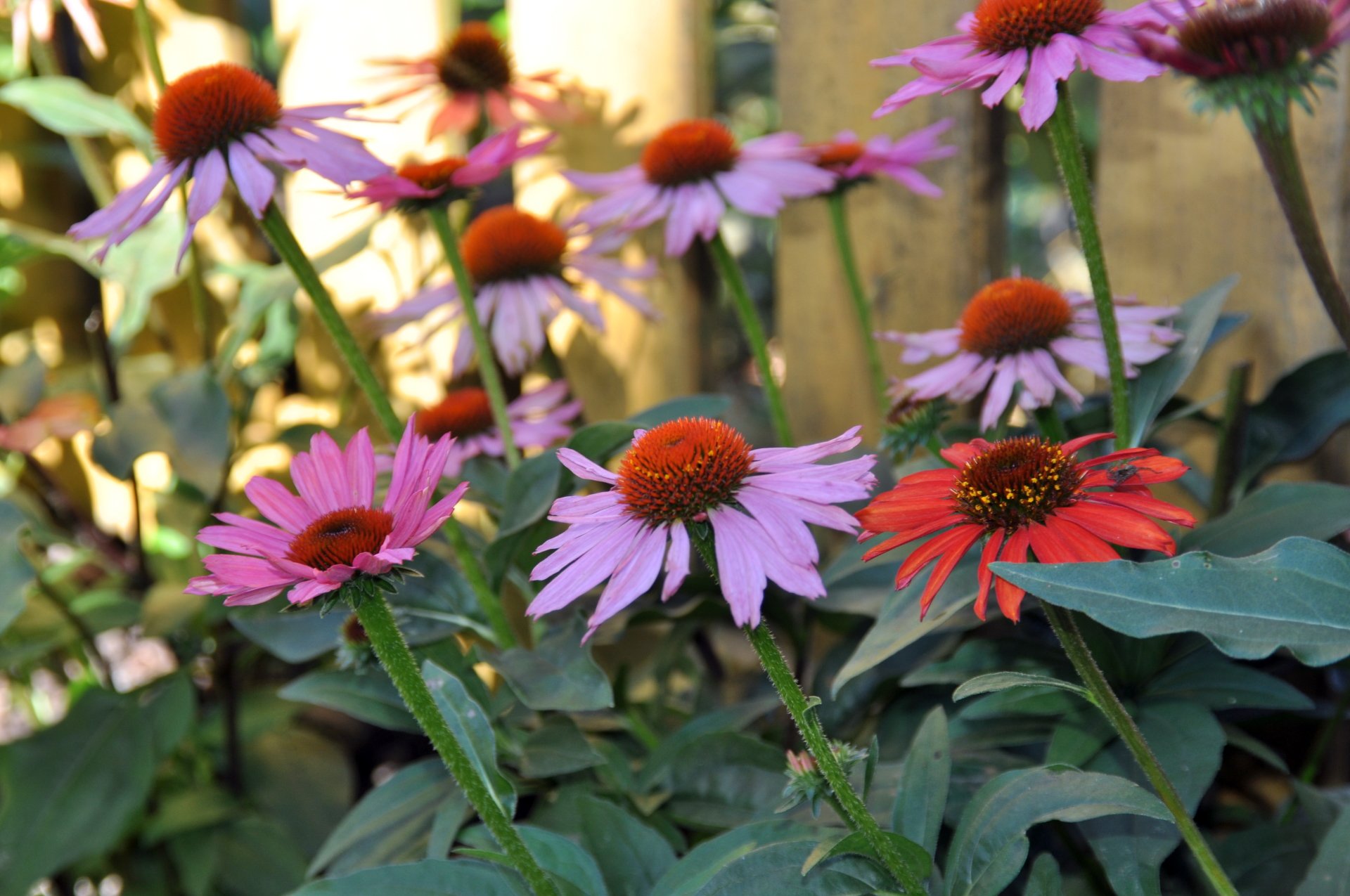  flower-échinacéas 4